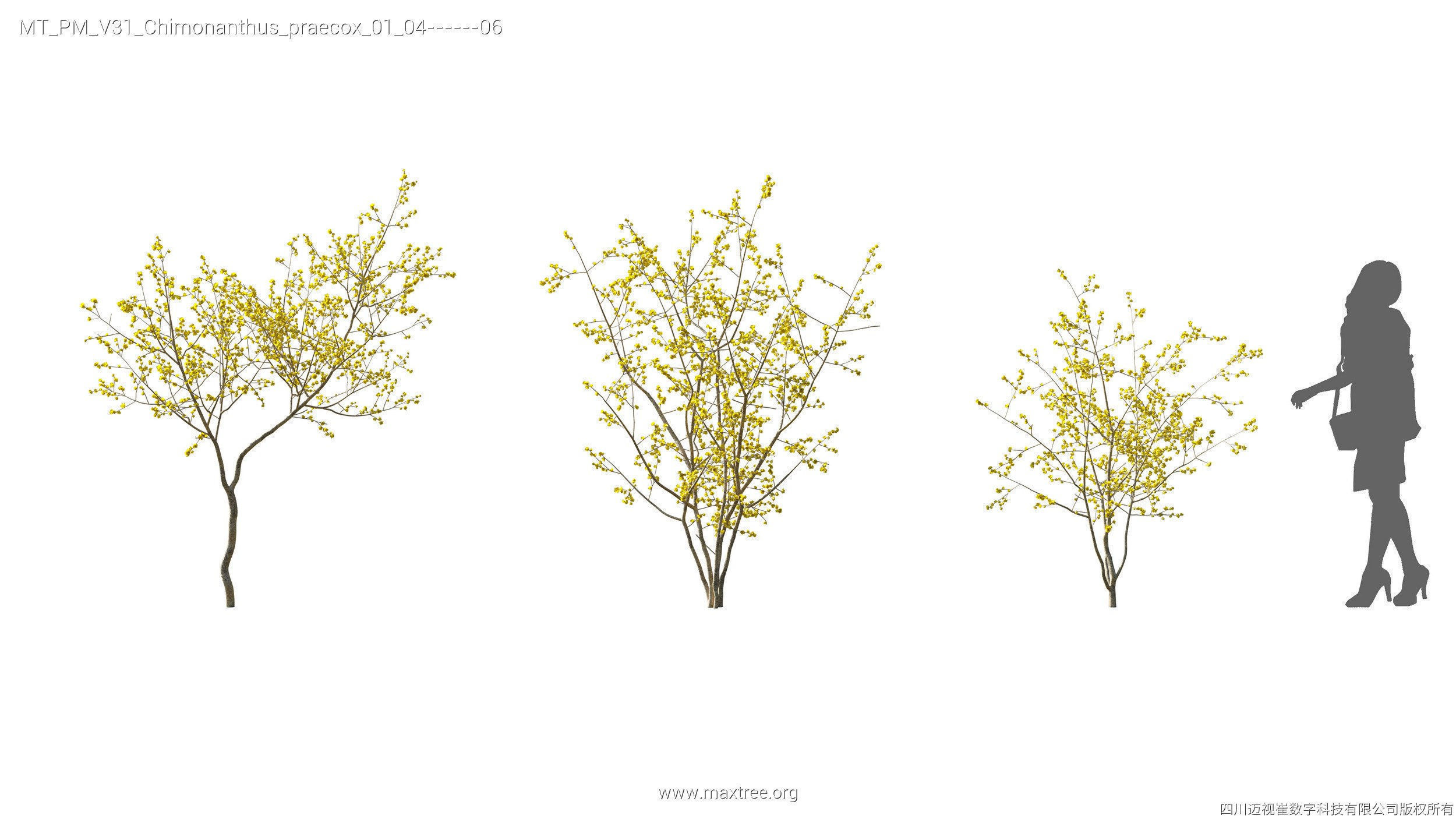 Maxtree Plant Models Vol 31 - Mesh 3D model_12