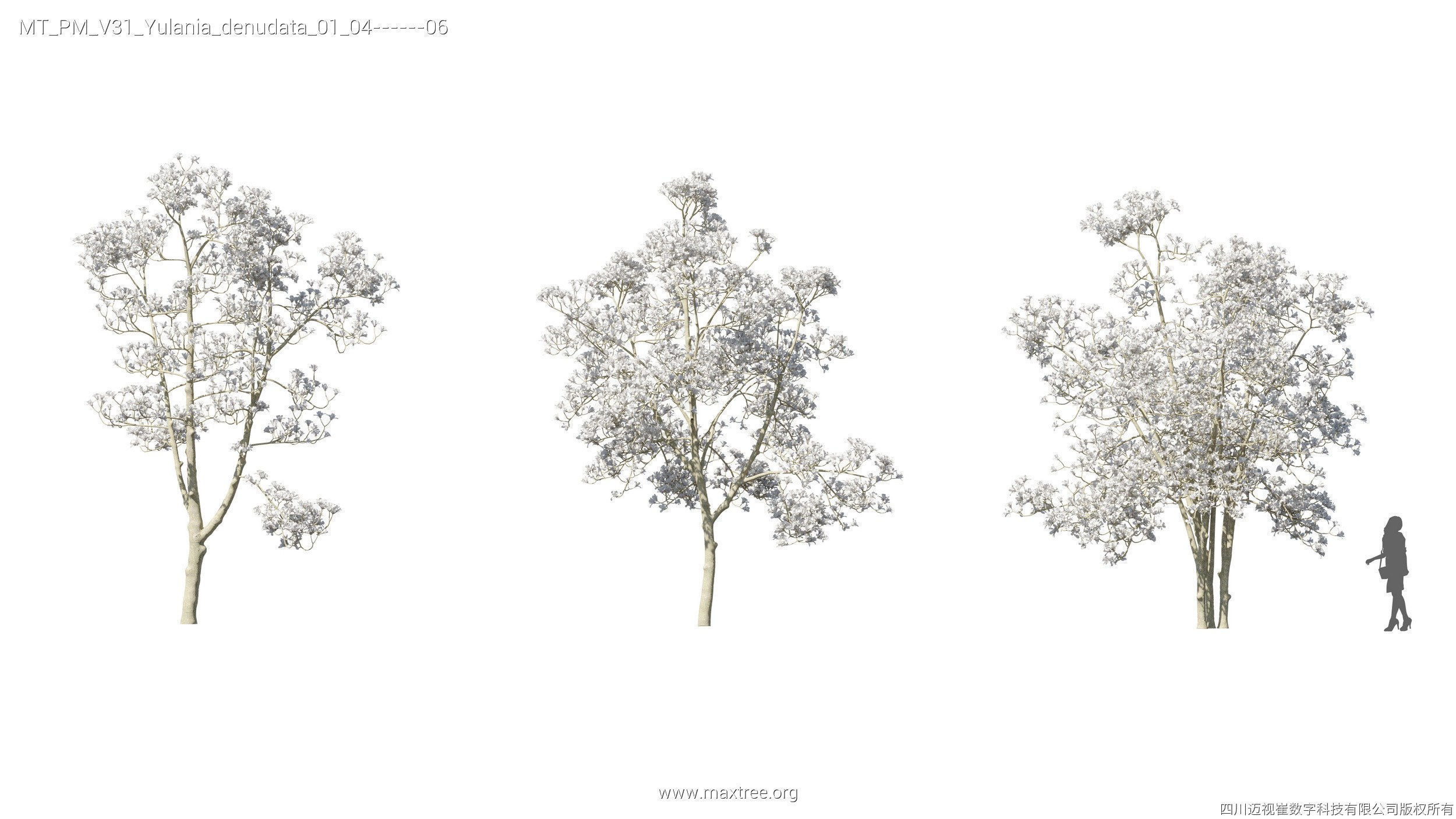Maxtree Plant Models Vol 31 - Mesh 3D model_28
