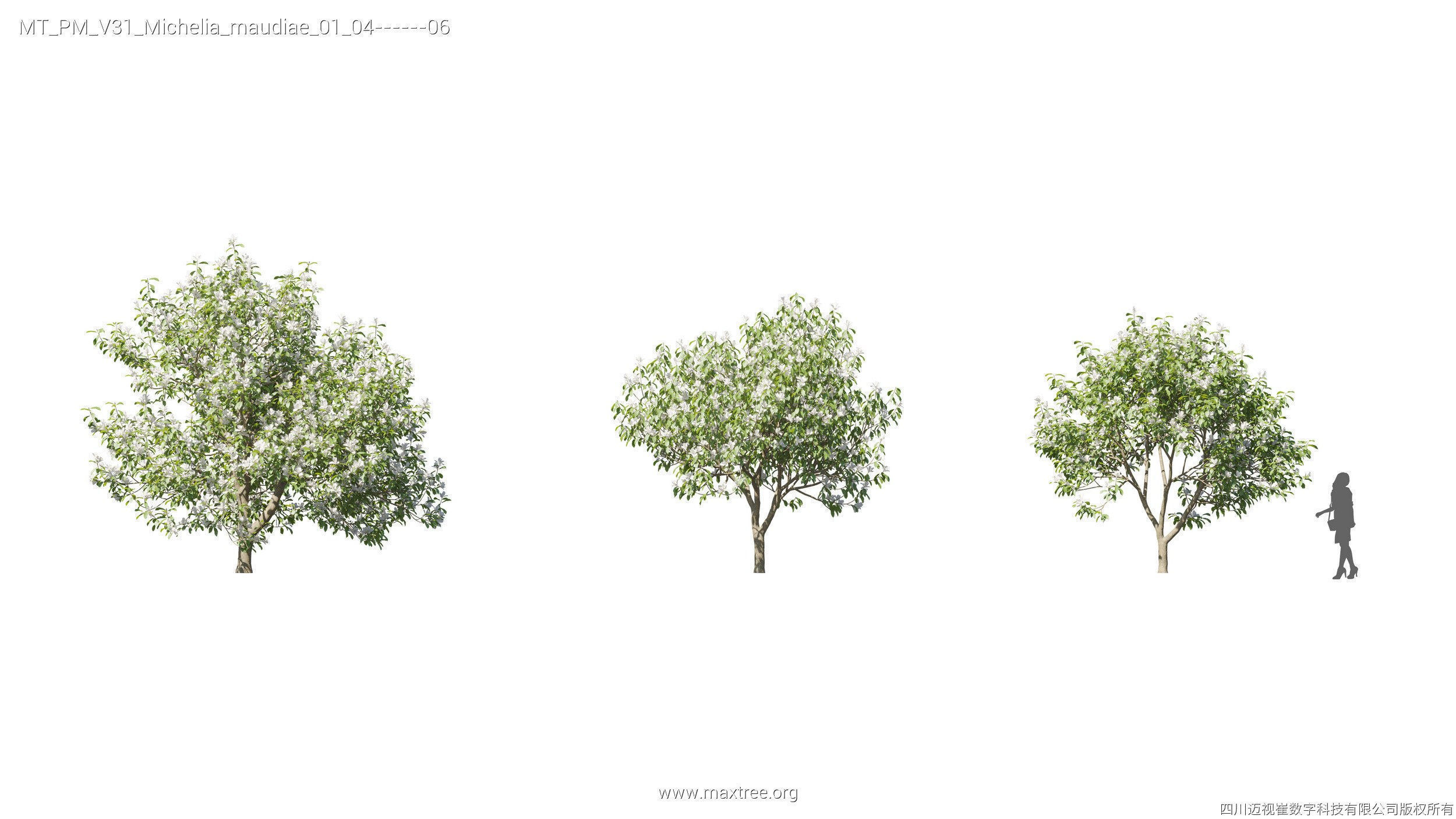 Maxtree Plant Models Vol 31 - Mesh 3D model_20