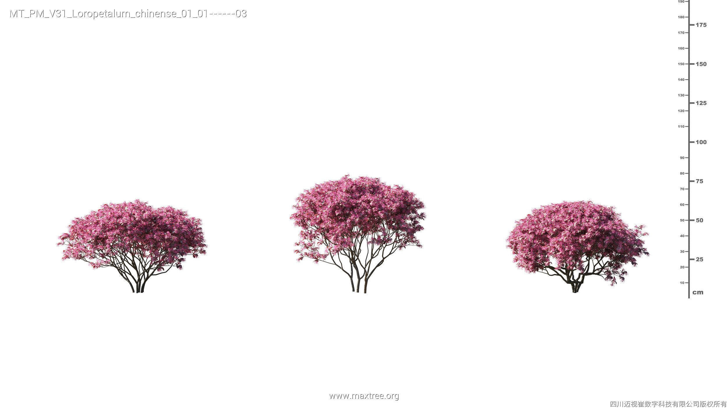 Maxtree Plant Models Vol 31 - Mesh 3D model_13