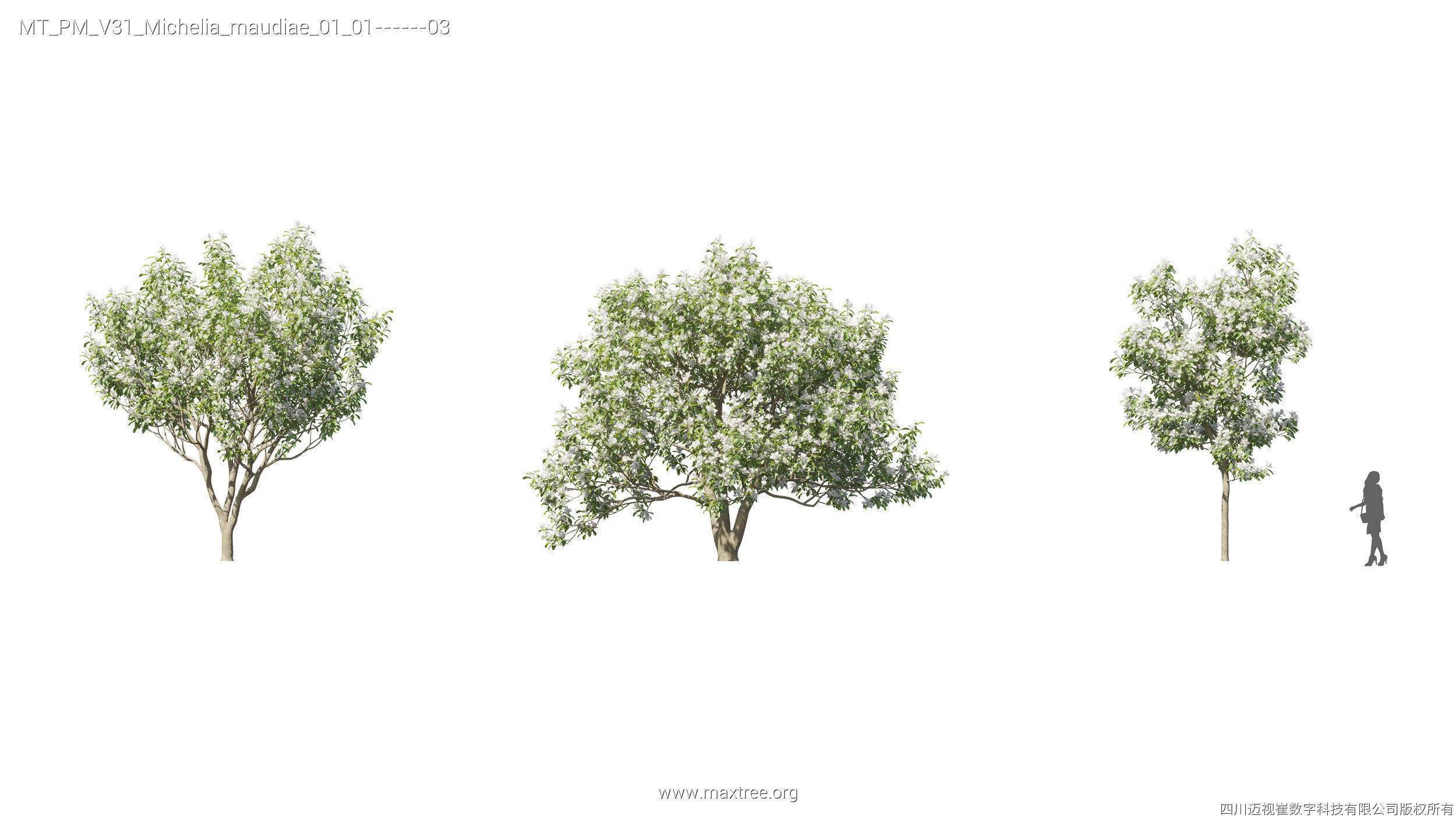 Maxtree Plant Models Vol 31 - Mesh 3D model_19