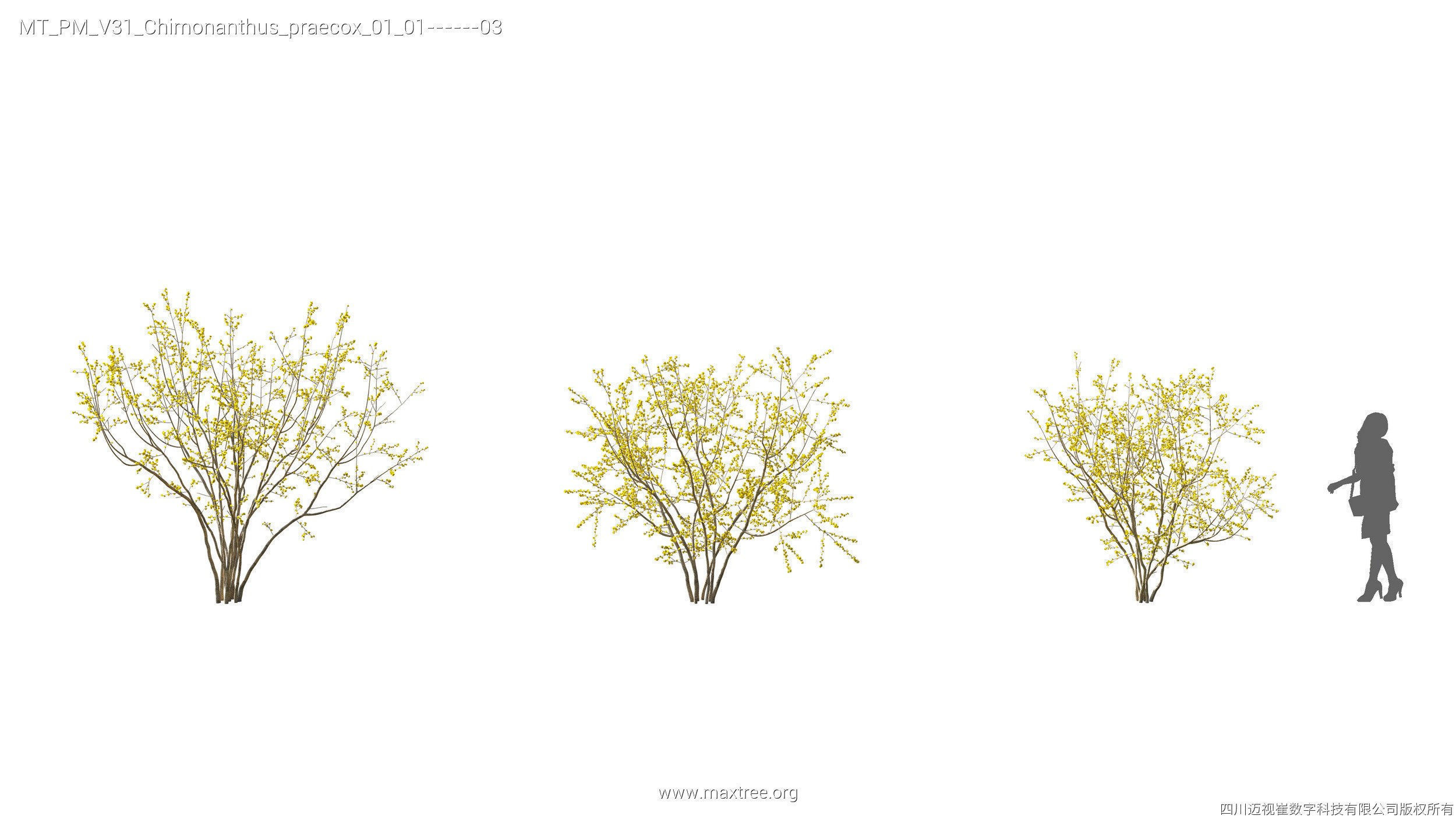 Maxtree Plant Models Vol 31 - Mesh 3D model_11