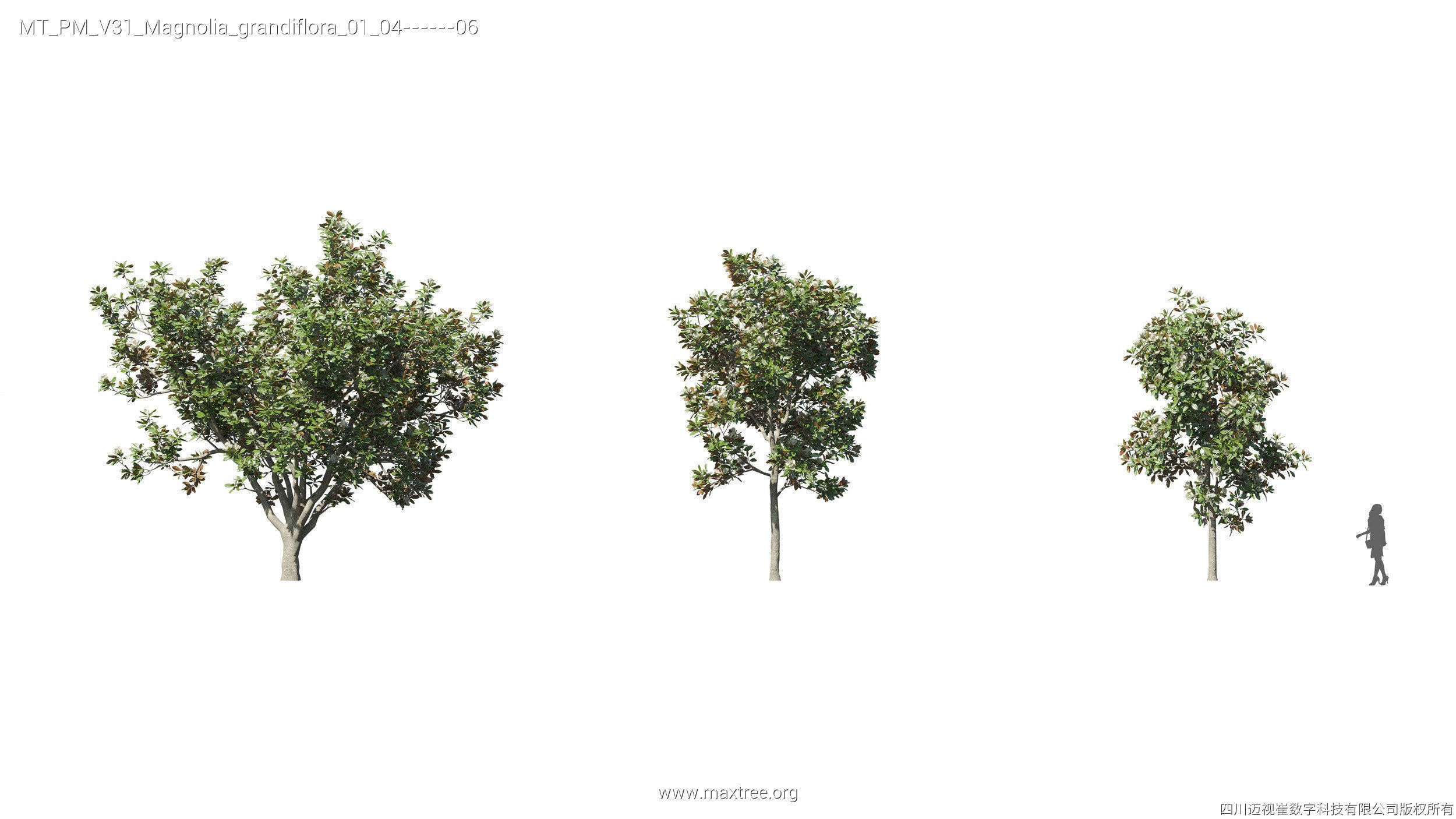 Maxtree Plant Models Vol 31 - Mesh 3D model_16