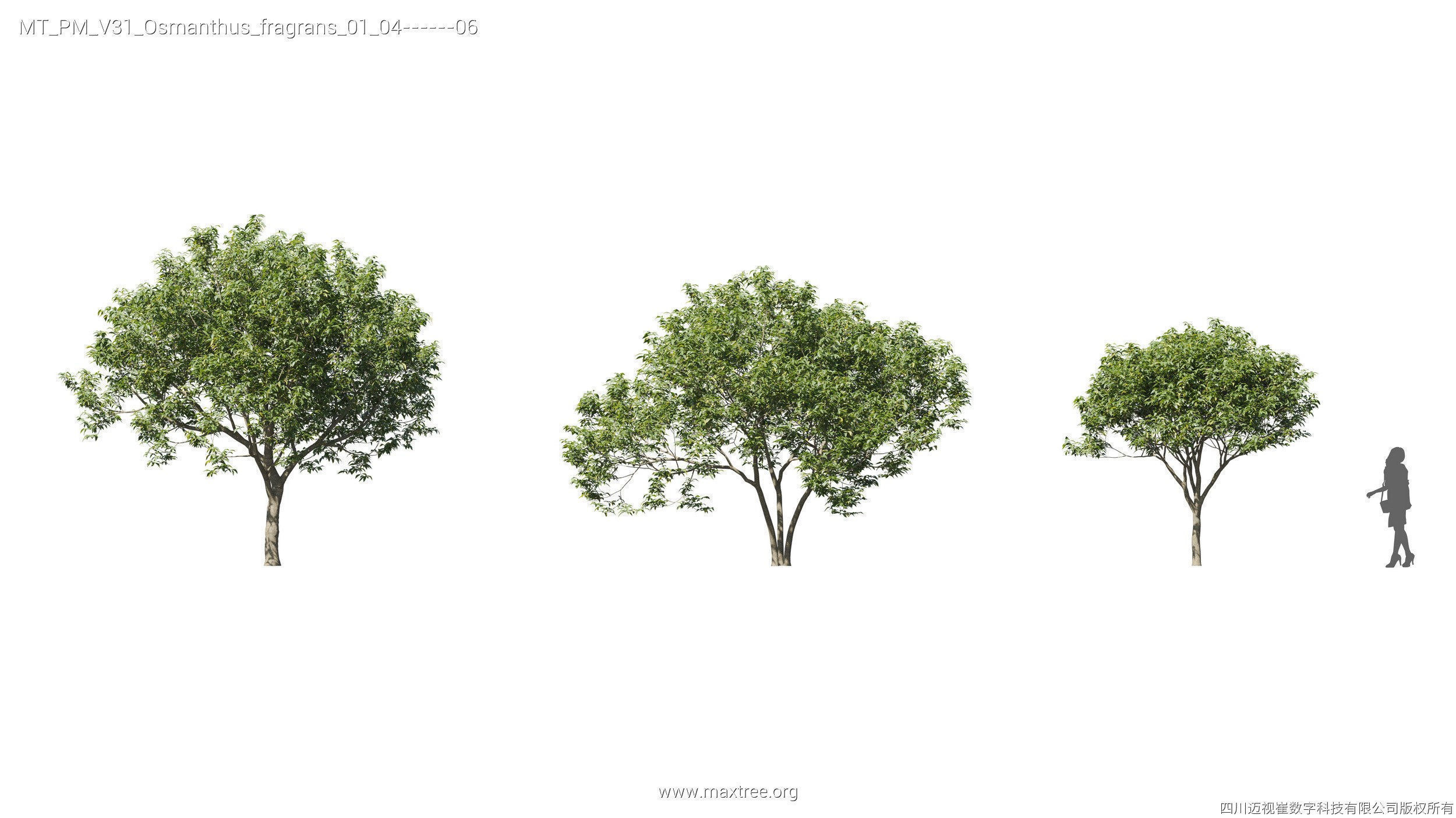 Maxtree Plant Models Vol 31 - Mesh 3D model_22