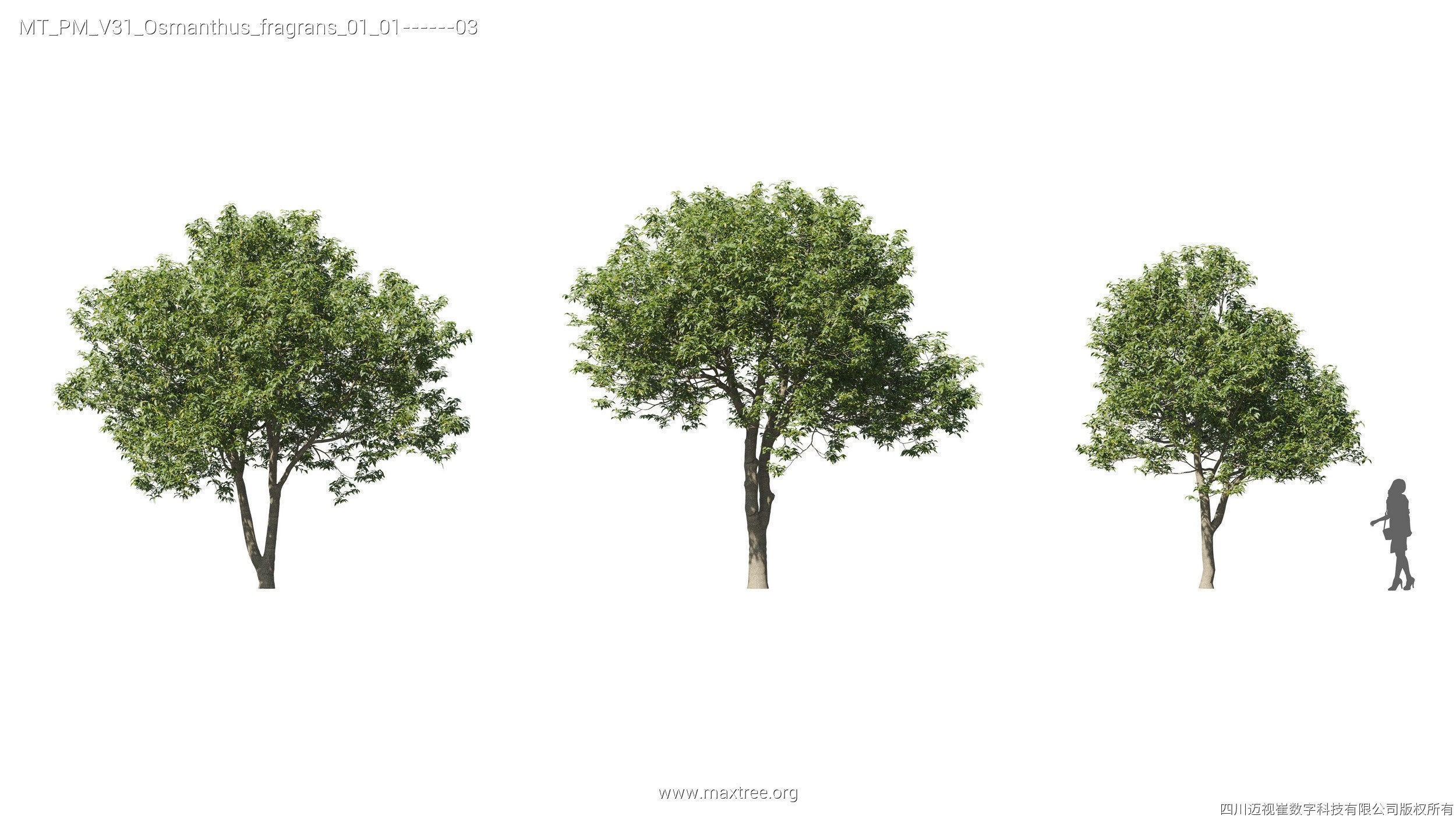 Maxtree Plant Models Vol 31 - Mesh 3D model_21