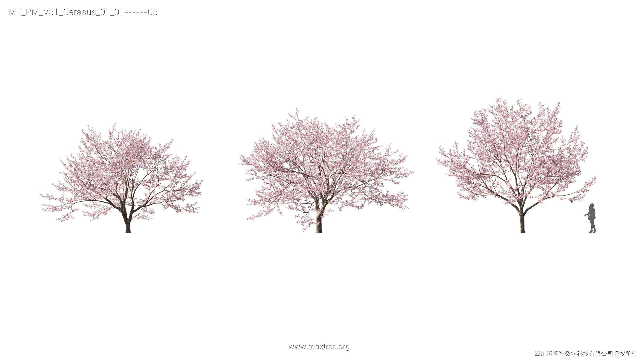 Maxtree Plant Models Vol 31 - Mesh 3D model_7