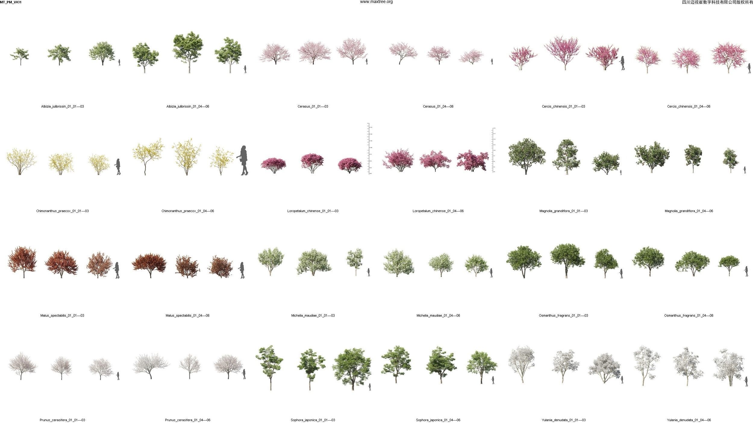 Maxtree Plant Models Vol 31 - Mesh 3D model_4