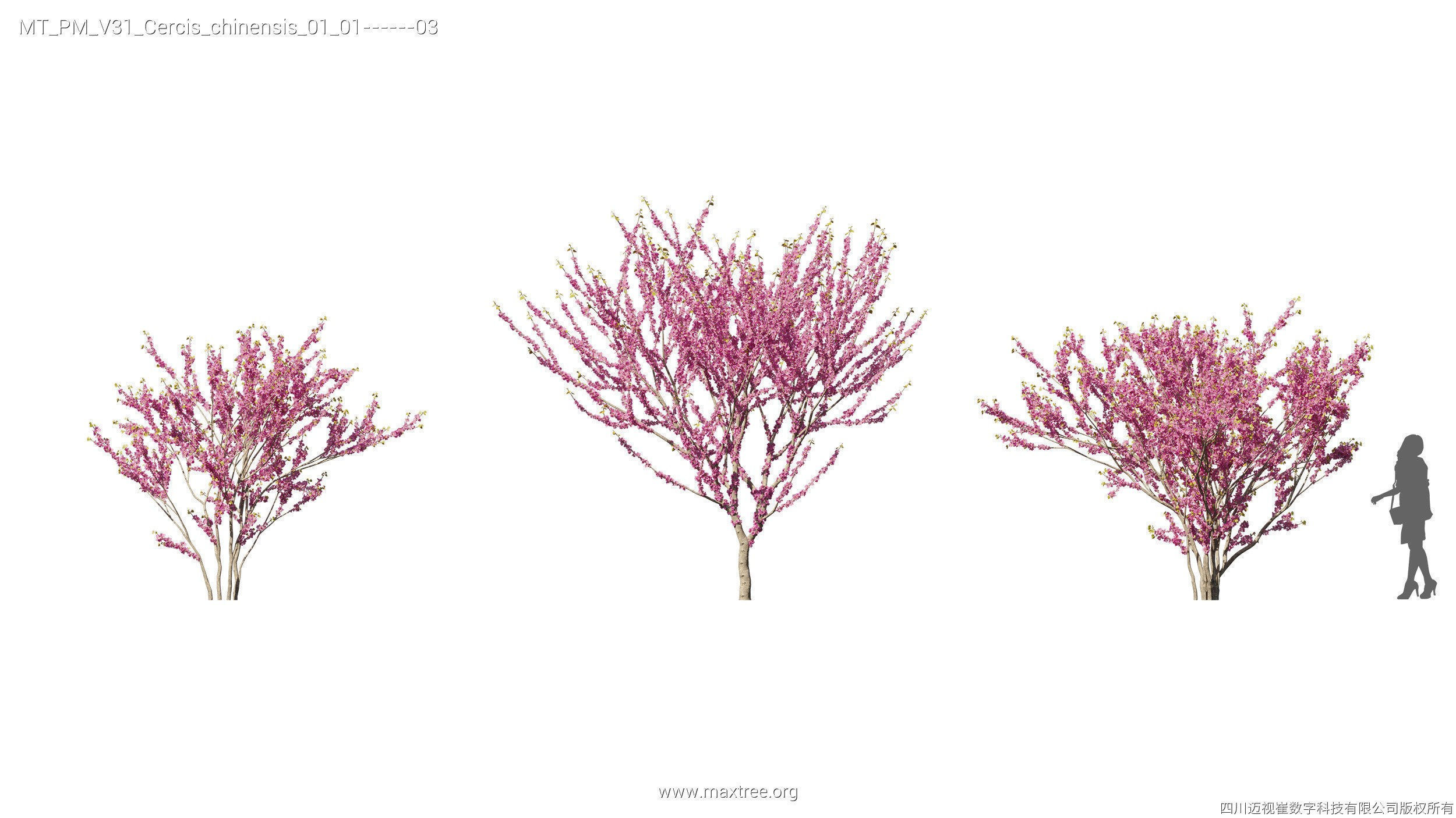 Maxtree Plant Models Vol 31 - Mesh 3D model_9