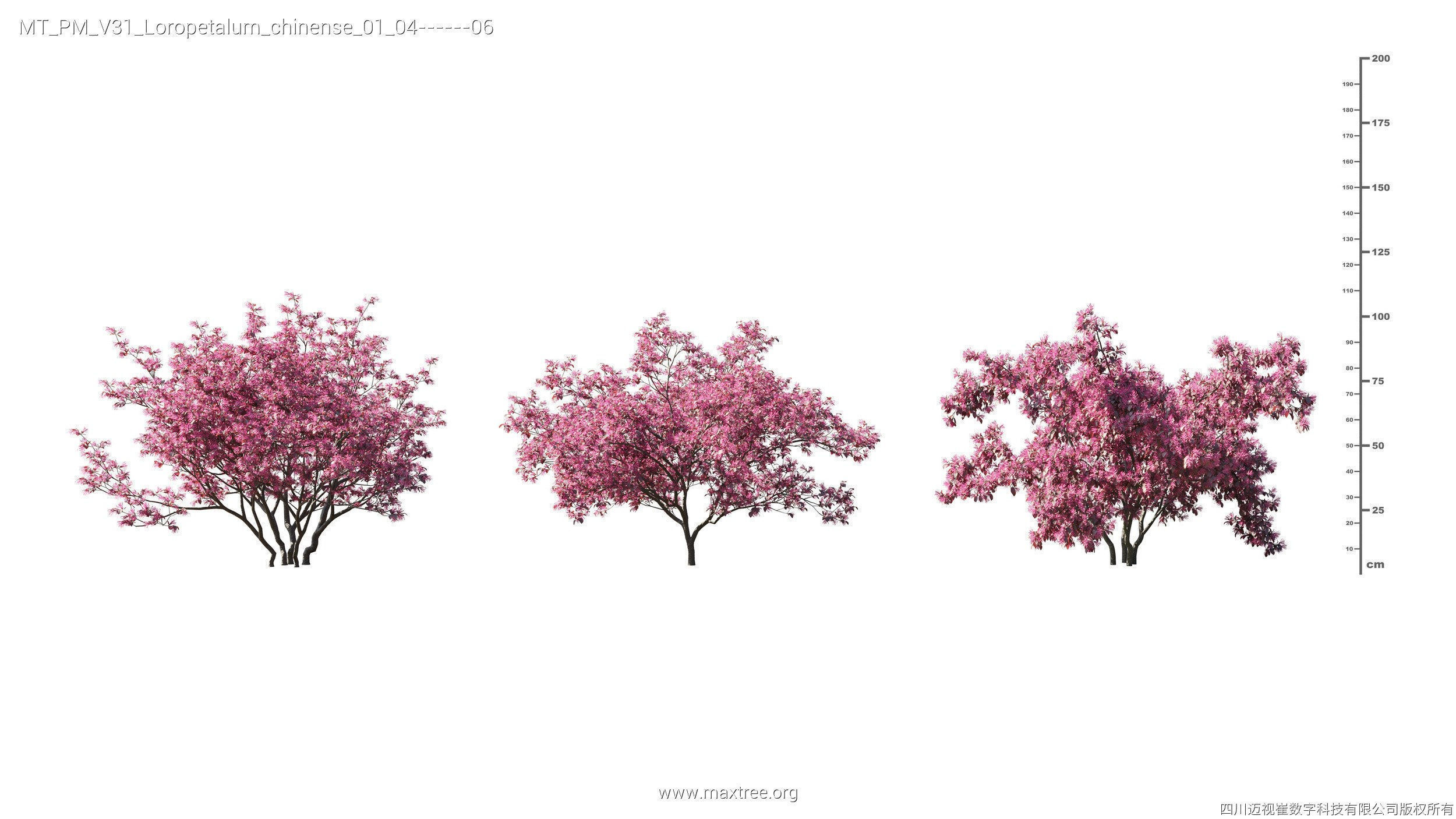 Maxtree Plant Models Vol 31 - Mesh 3D model_14