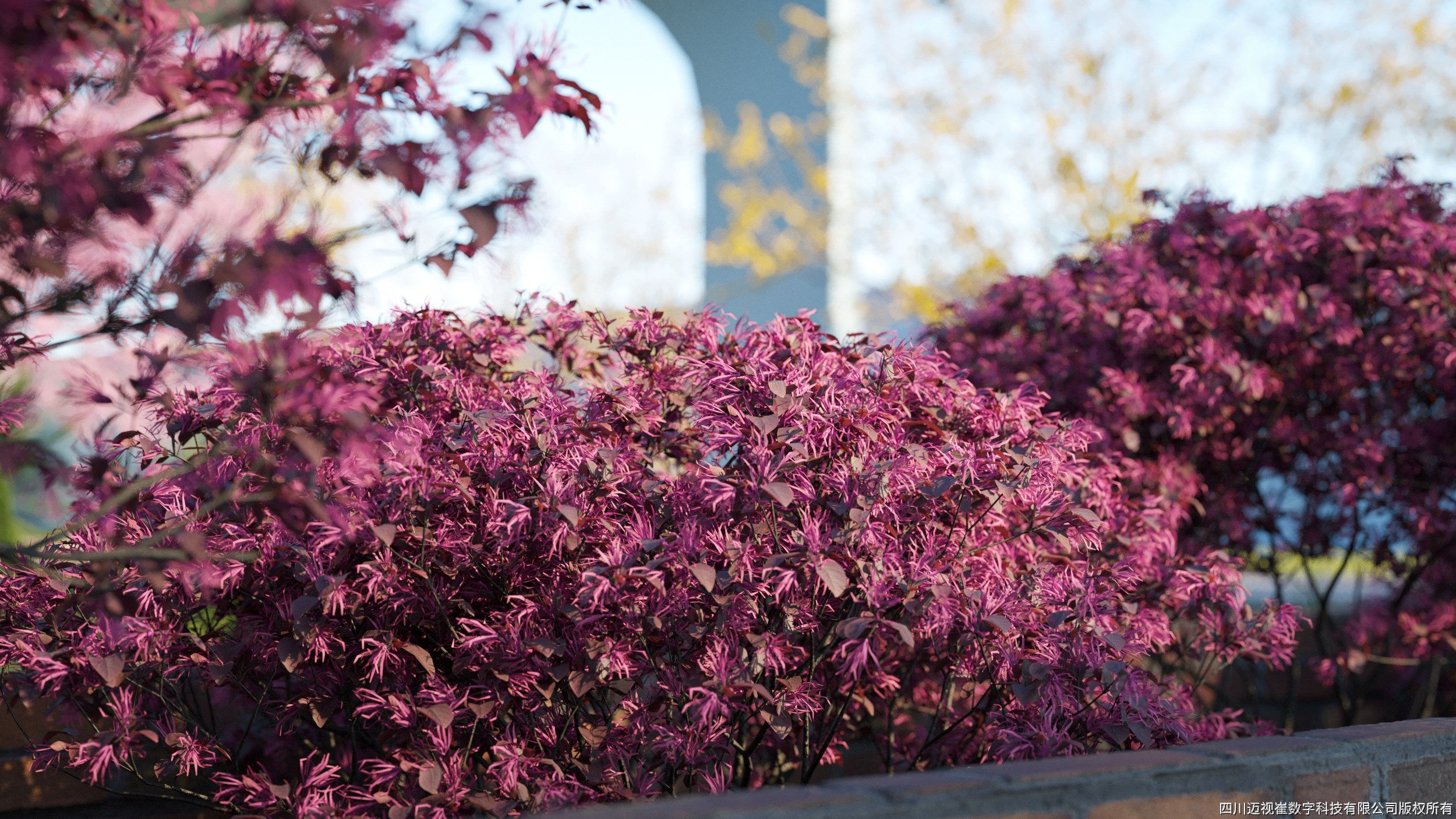 Maxtree Plant Models Vol 31 - Mesh 3D model_3