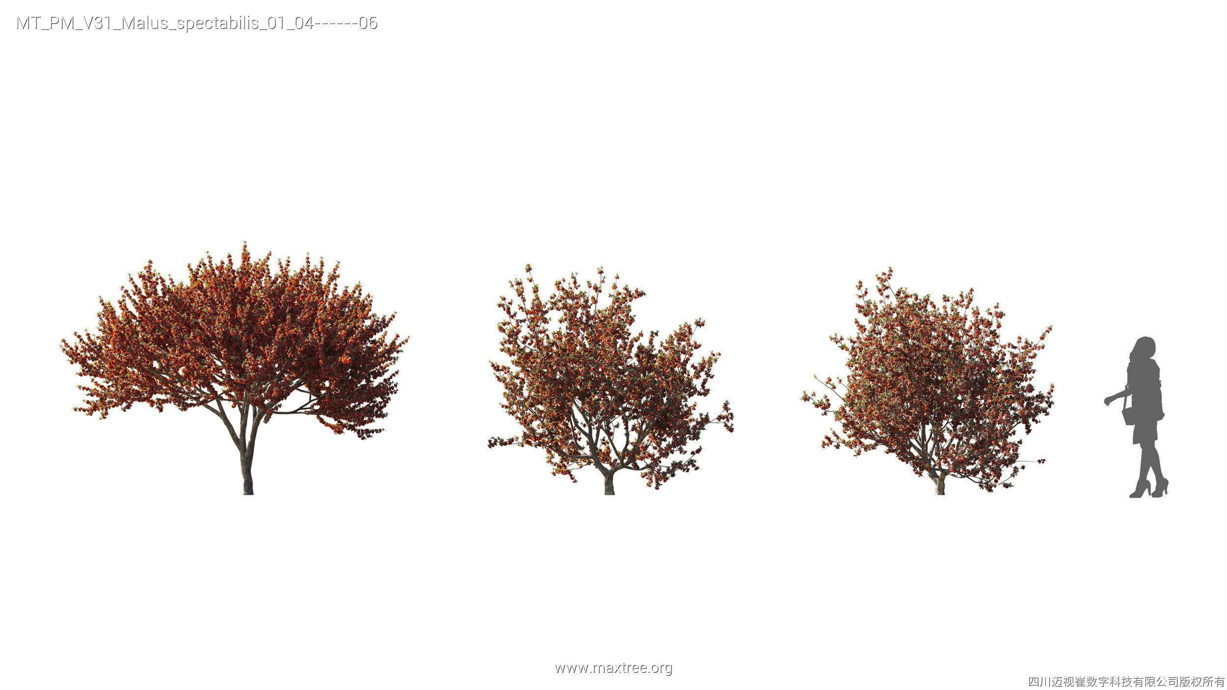 Maxtree Plant Models Vol 31 - Mesh 3D model_18
