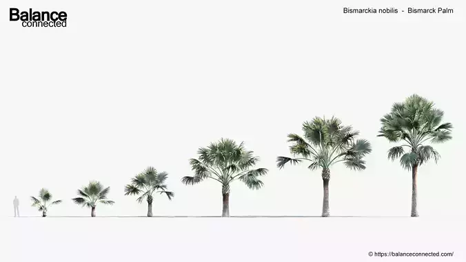 Bismarckia nobilis   Bismarck Palm 