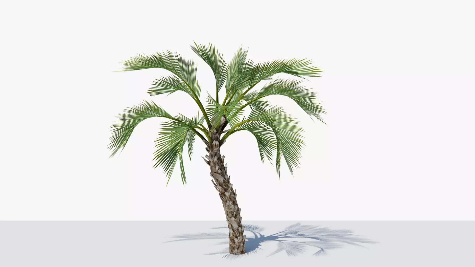 Lowpoly Howea Belmoreana Curly Palm Low-poly 3D model