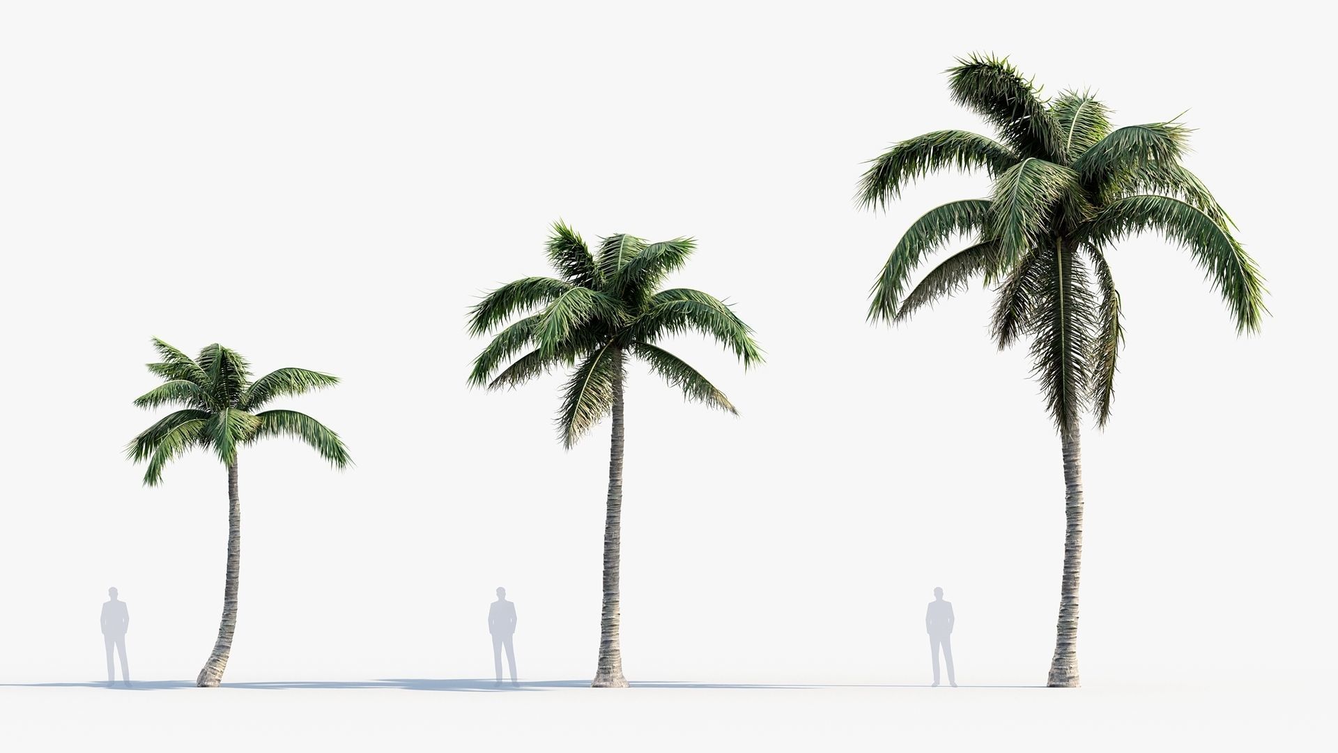 Cocos nucifera  -  Coconut Palm  3D model_2