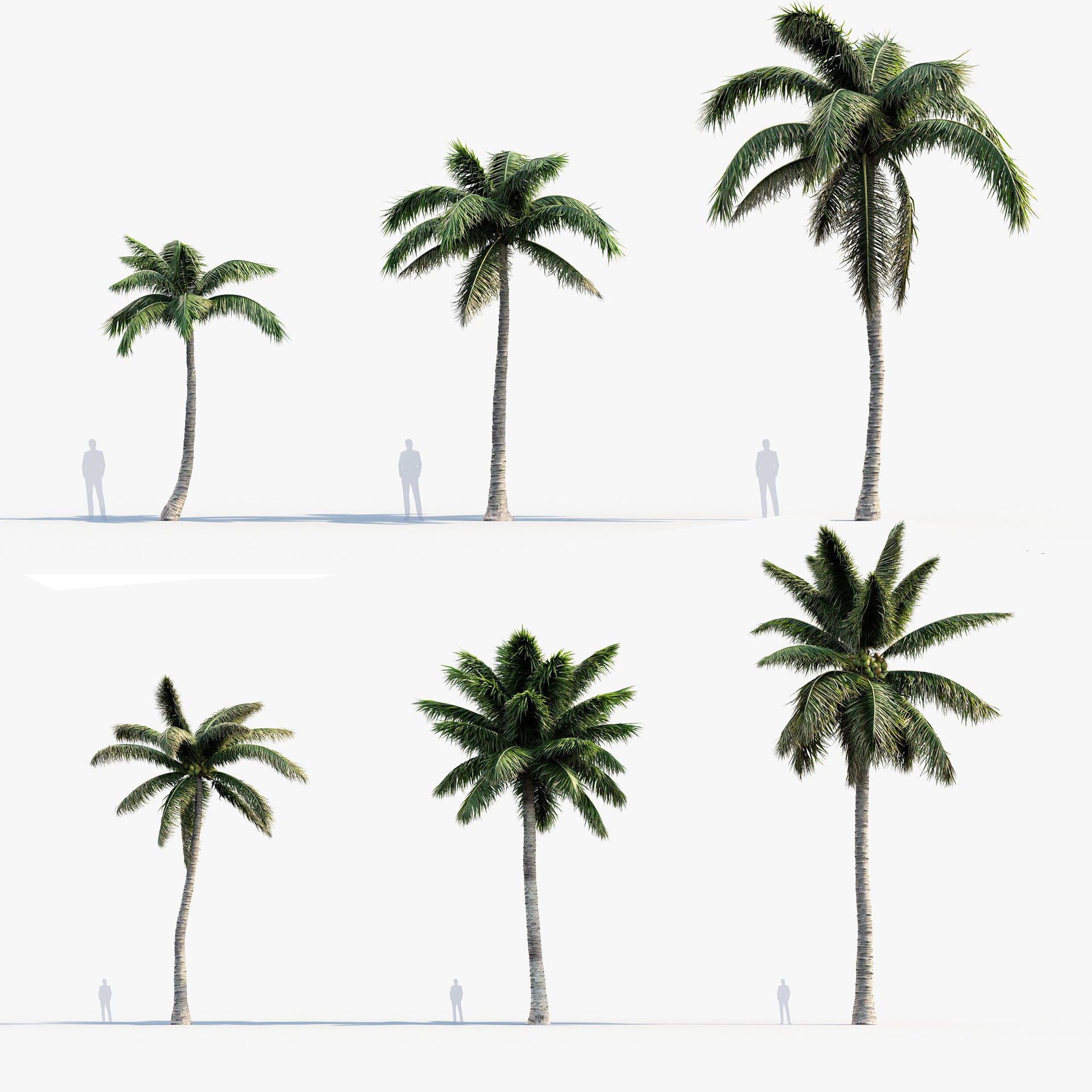Cocos nucifera  -  Coconut Palm  3D model_0
