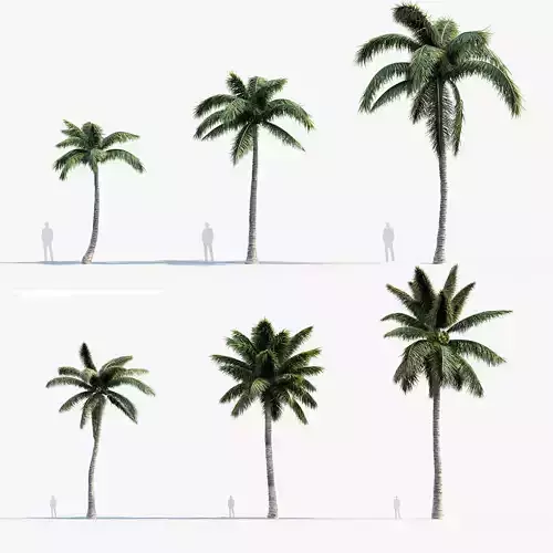 Cocos nucifera  -  Coconut Palm  3D model
