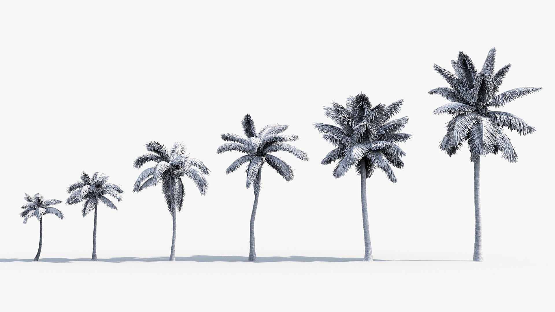 Cocos nucifera  -  Coconut Palm  3D model_6