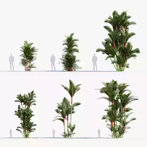 Cyrtostachys renda  Sealing Wax Palm 