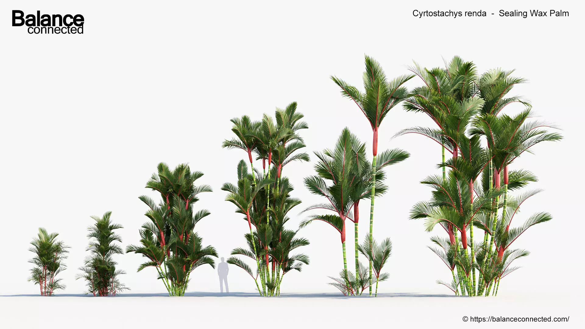 Cyrtostachys renda Sealing Wax Palm 3D model_0