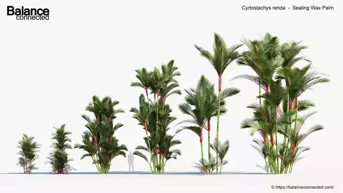 Cyrtostachys renda  Sealing Wax Palm  3D model