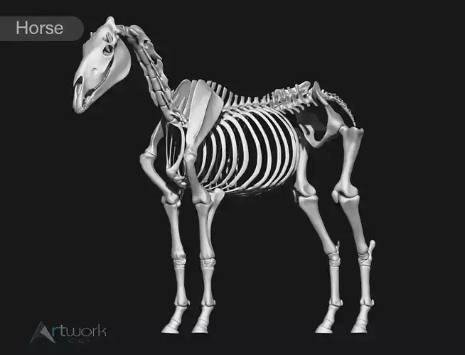 Horse skeleton 3D model