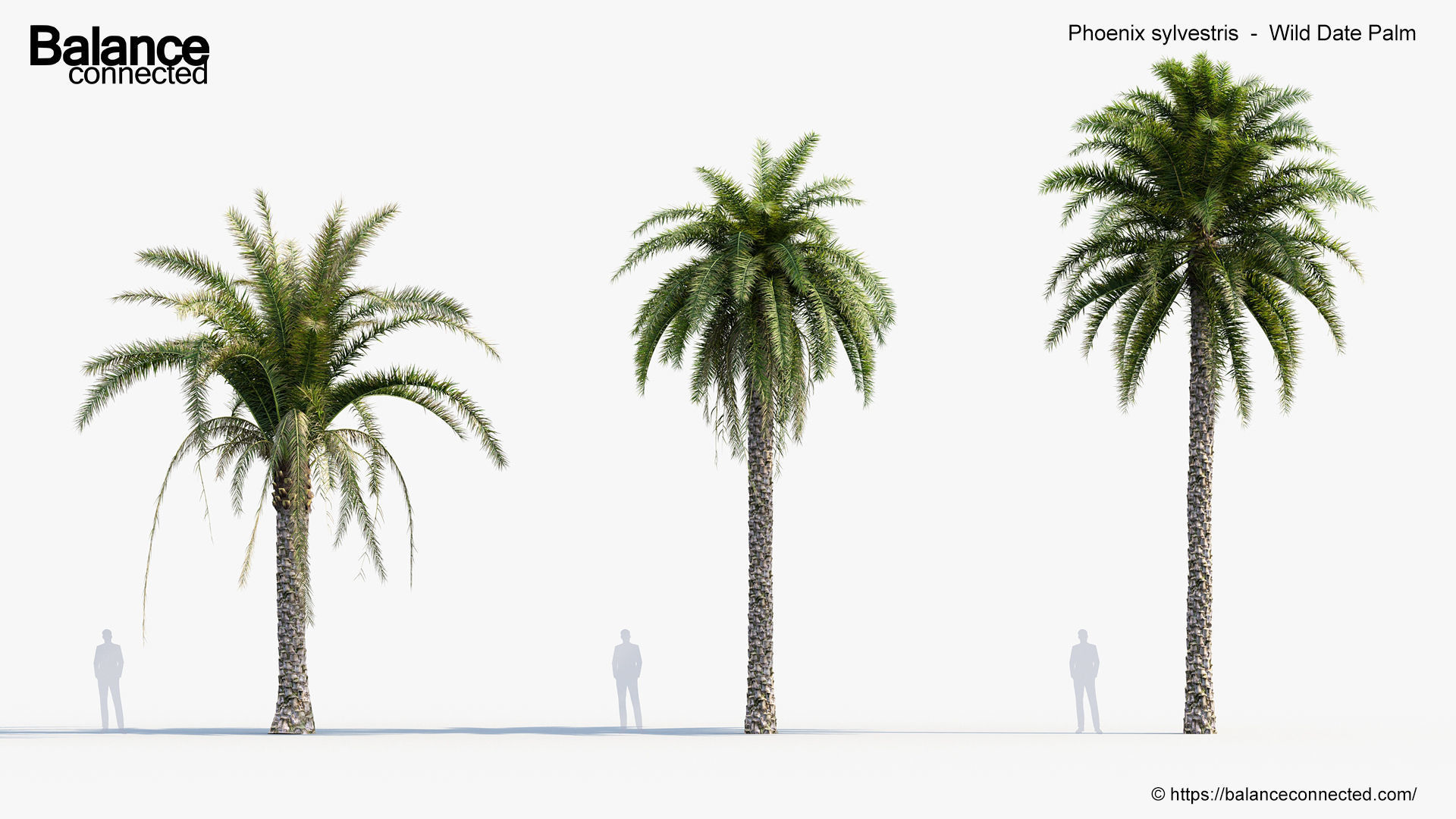 Phoenix sylvestris Wild Date Palm 3D model_2