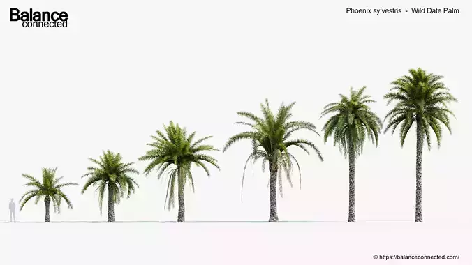 Phoenix sylvestris  Wild Date Palm  3D model