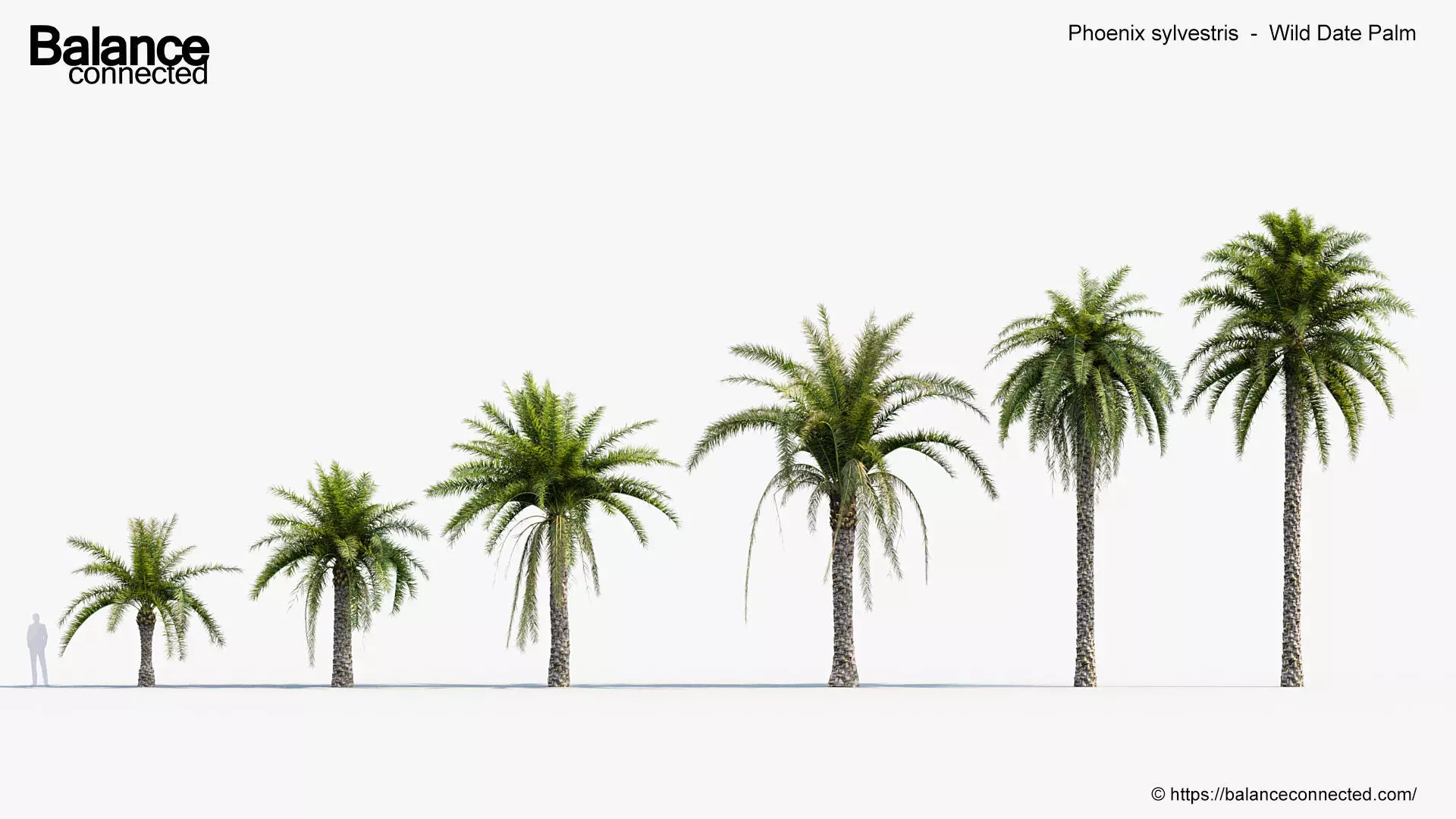 Phoenix sylvestris Wild Date Palm 3D model_0