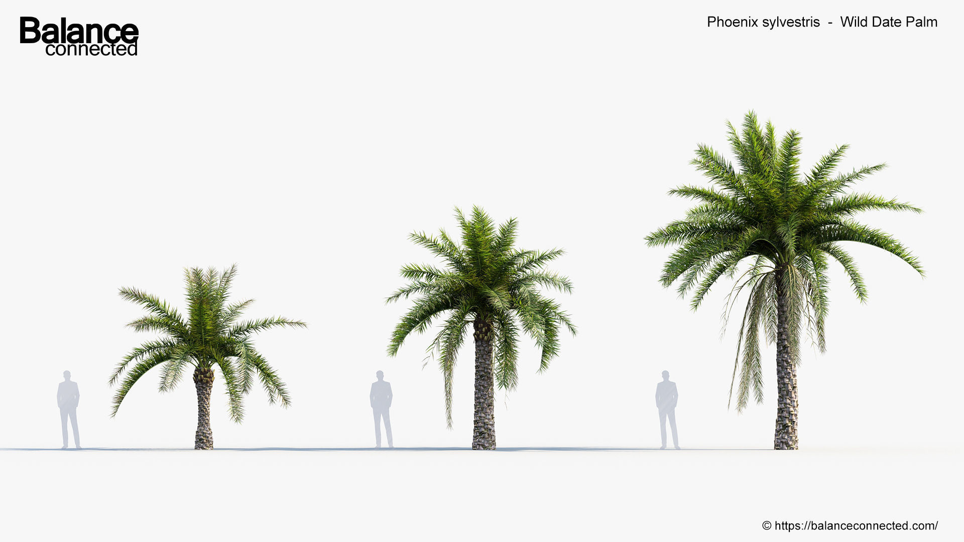Phoenix sylvestris Wild Date Palm 3D model_1