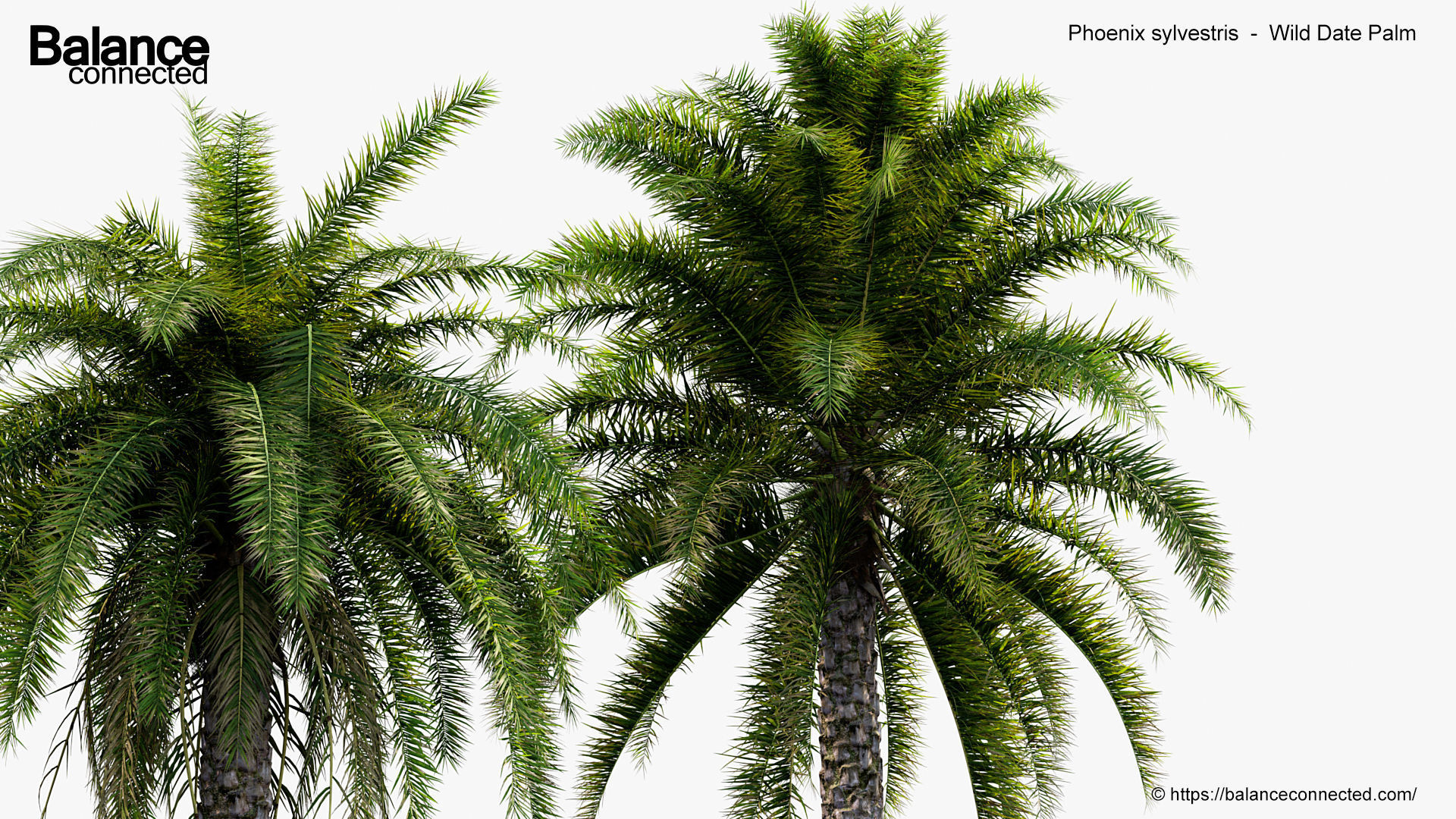 Phoenix sylvestris Wild Date Palm 3D model_4