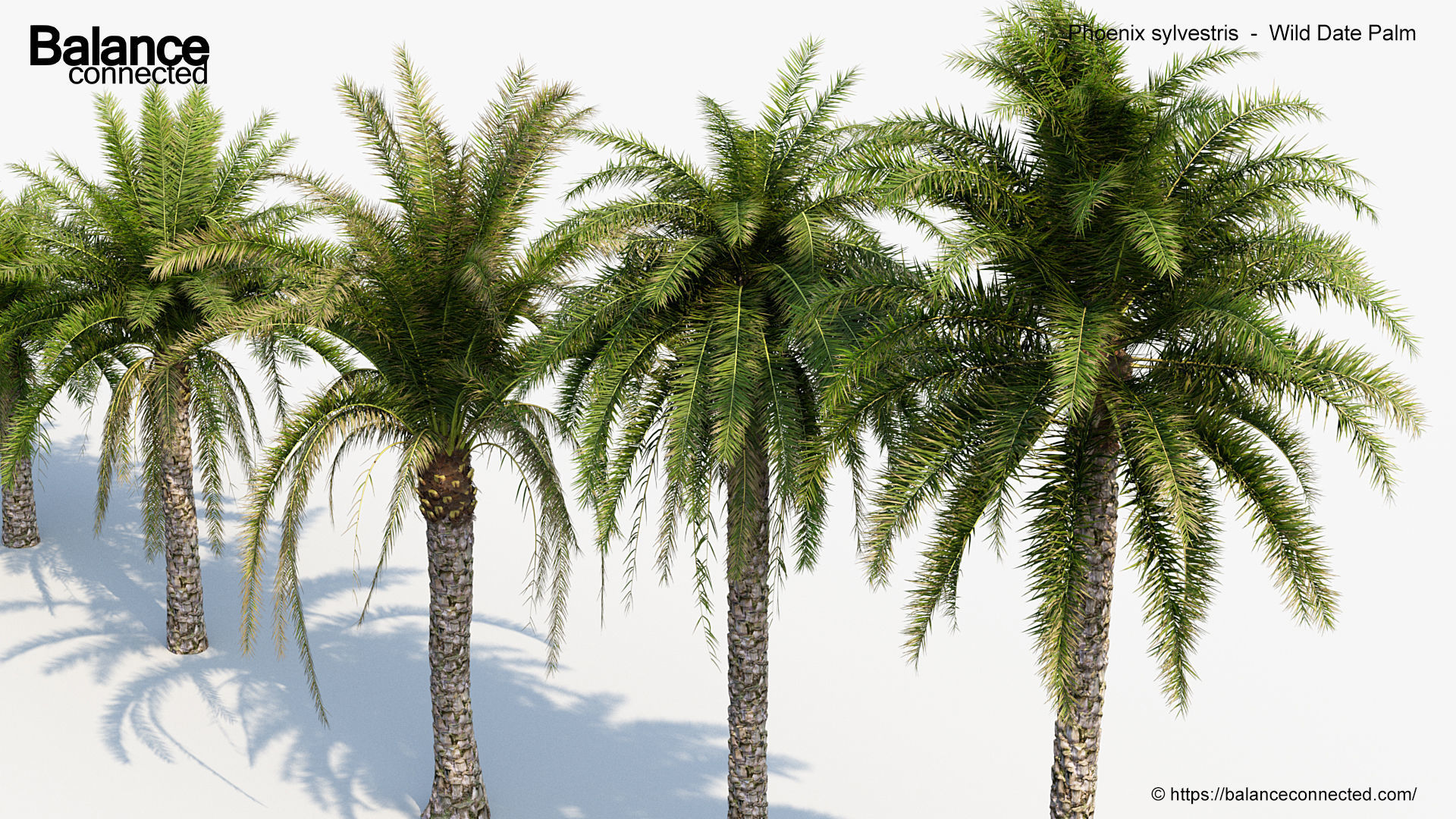 Phoenix sylvestris Wild Date Palm 3D model_3