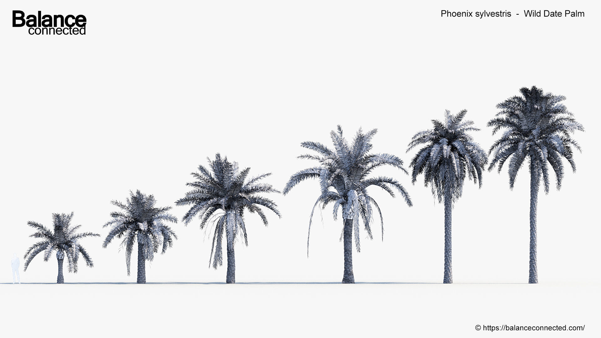 Phoenix sylvestris Wild Date Palm 3D model_5