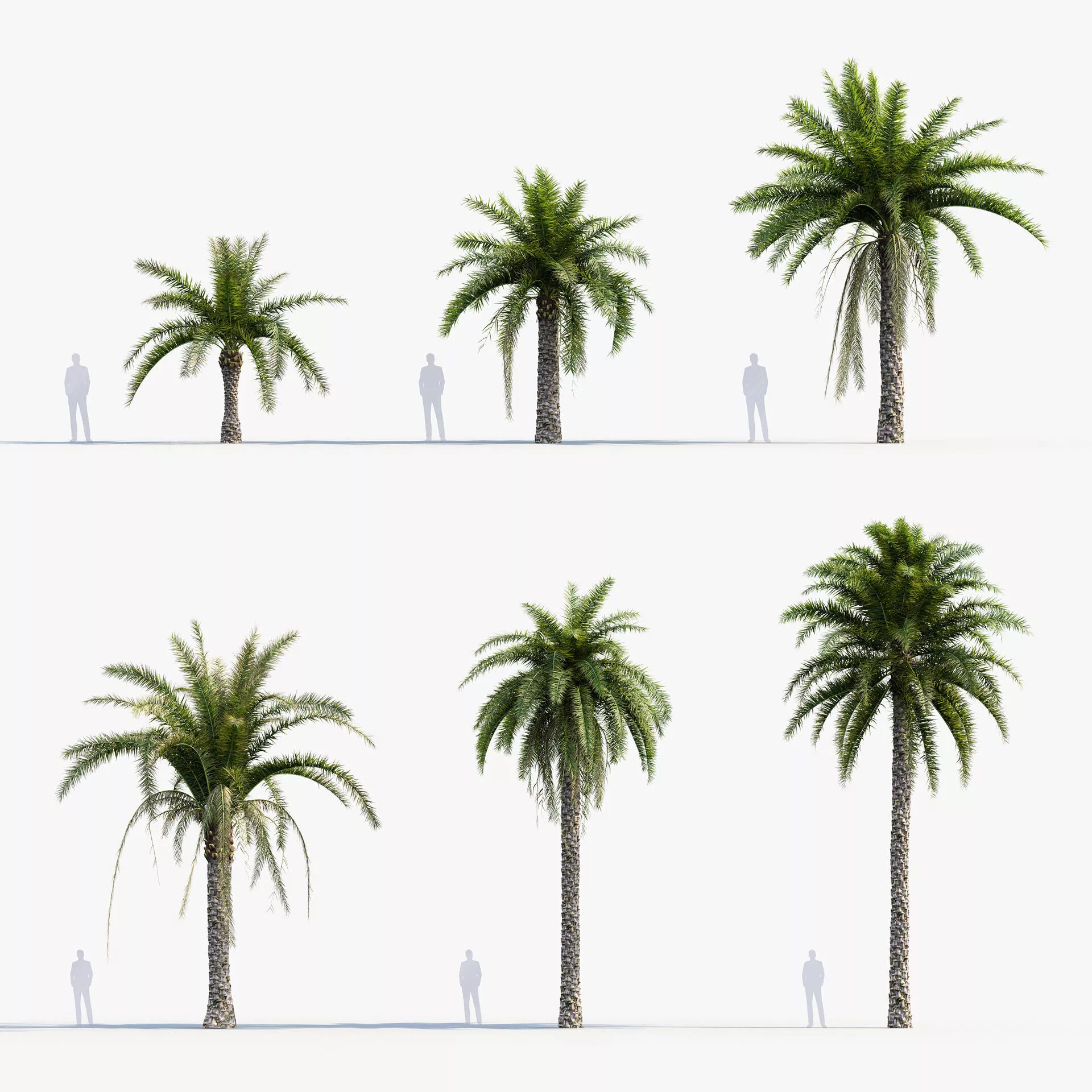 Phoenix sylvestris - Wild Date Palm 3D model
