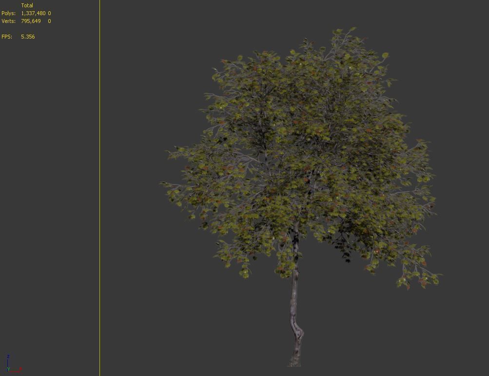 Acer saccharinum 3D model_7