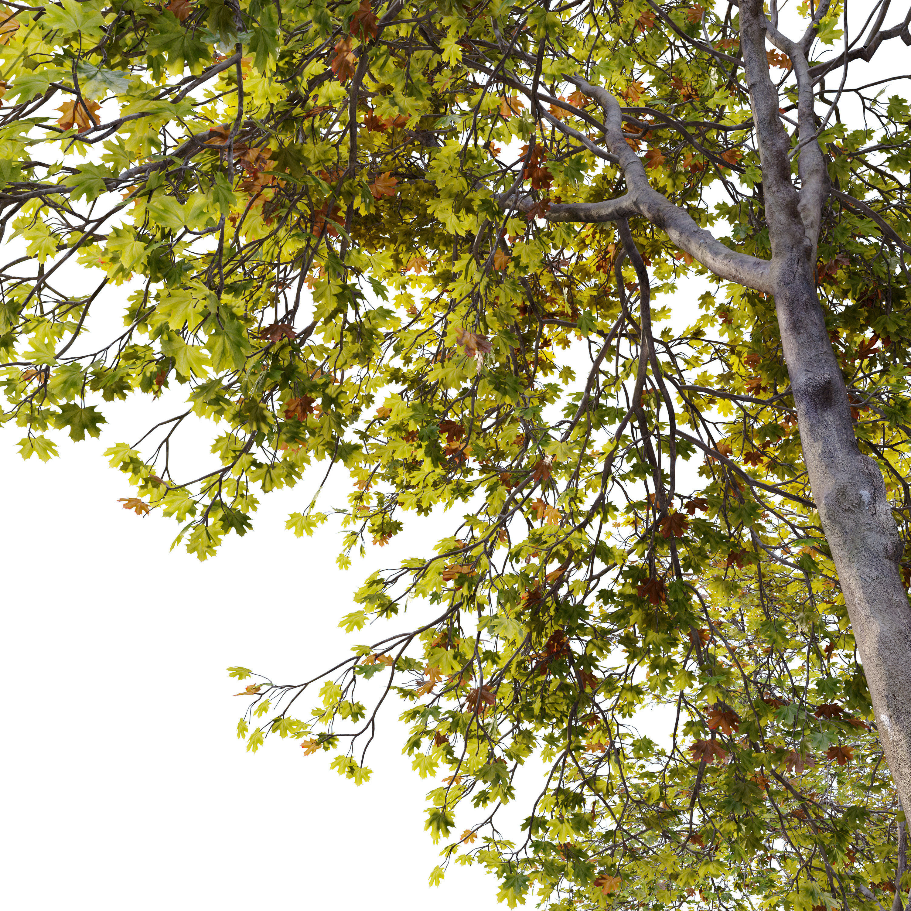 Acer saccharinum 3D model_4