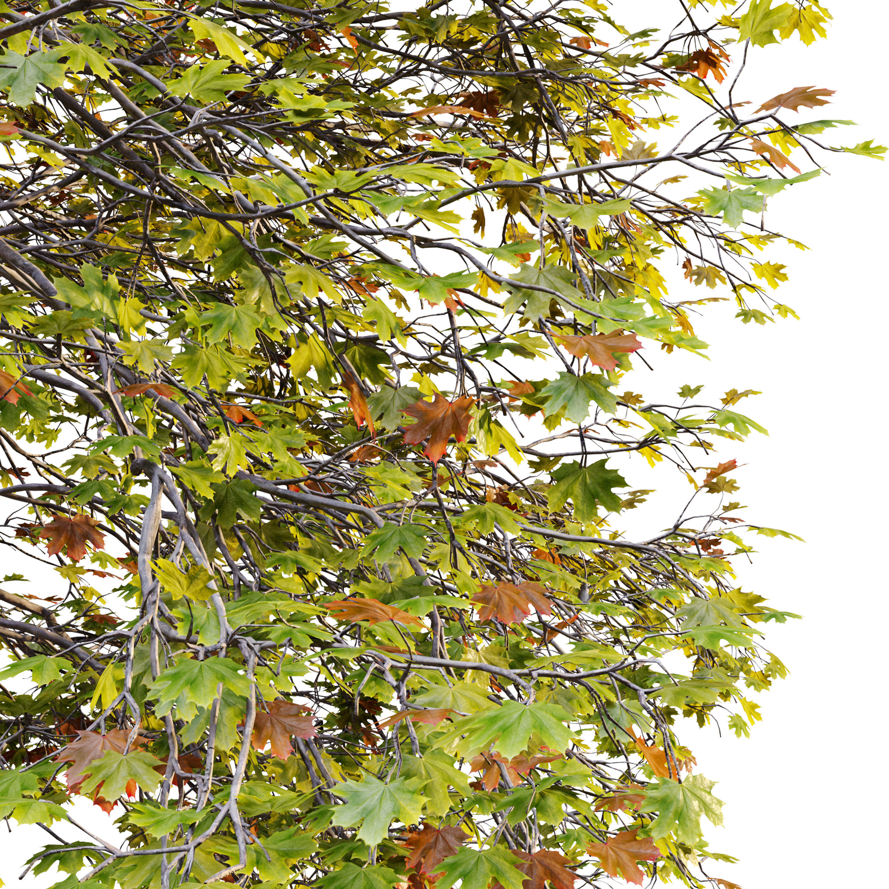 Acer saccharinum 3D model_5