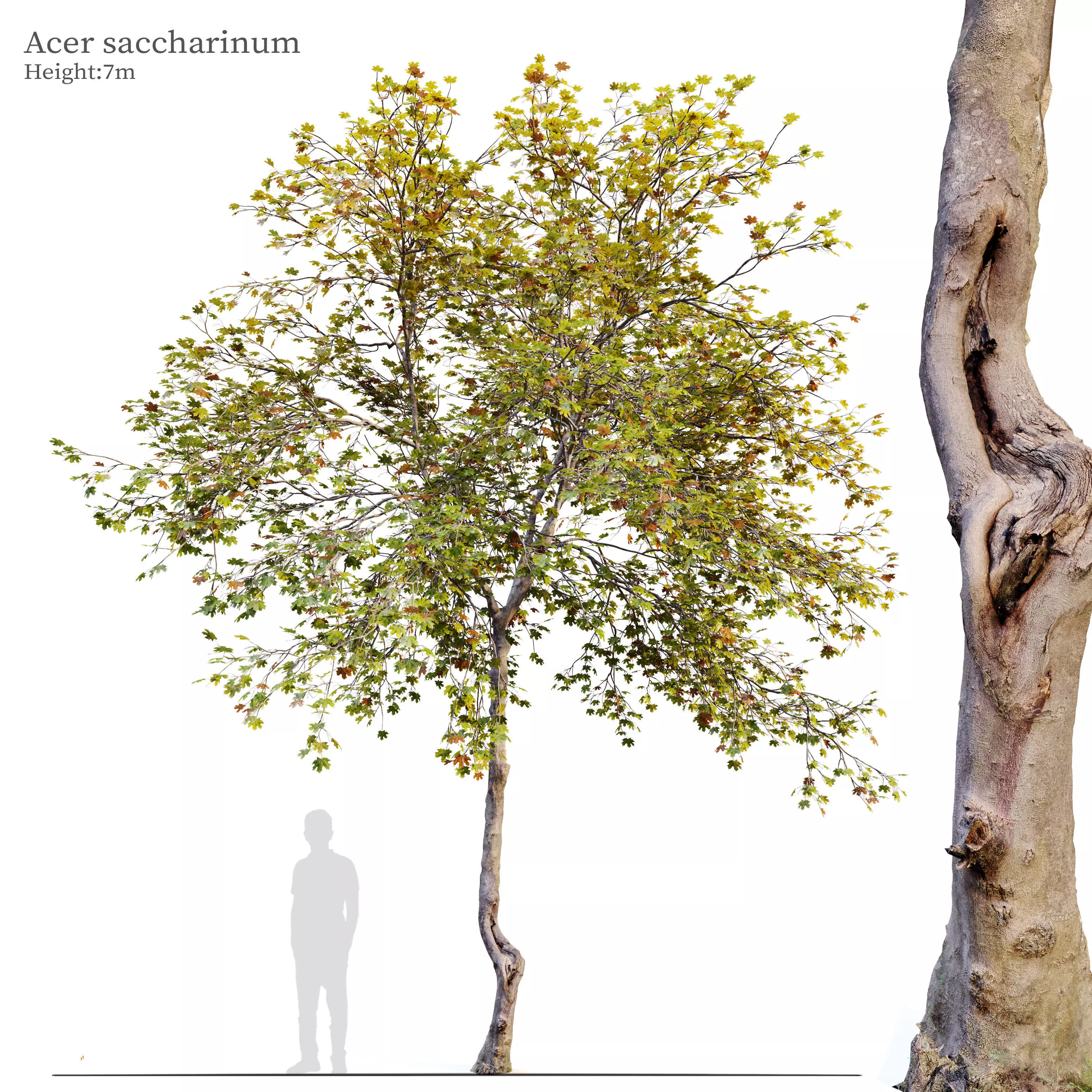 Acer saccharinum 3D model_0