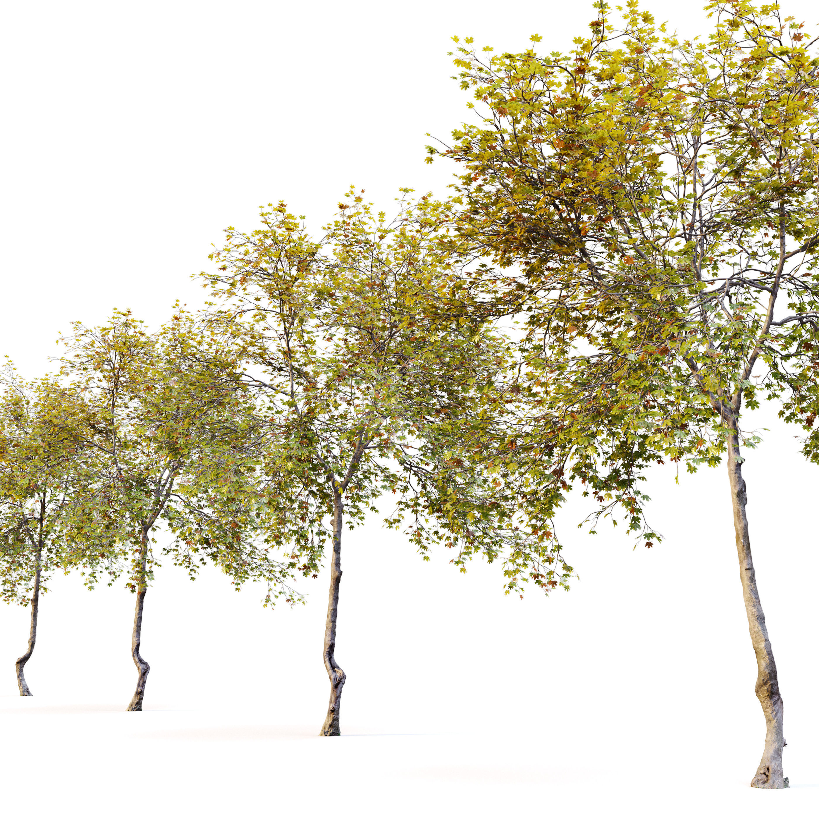 Acer saccharinum 3D model_1