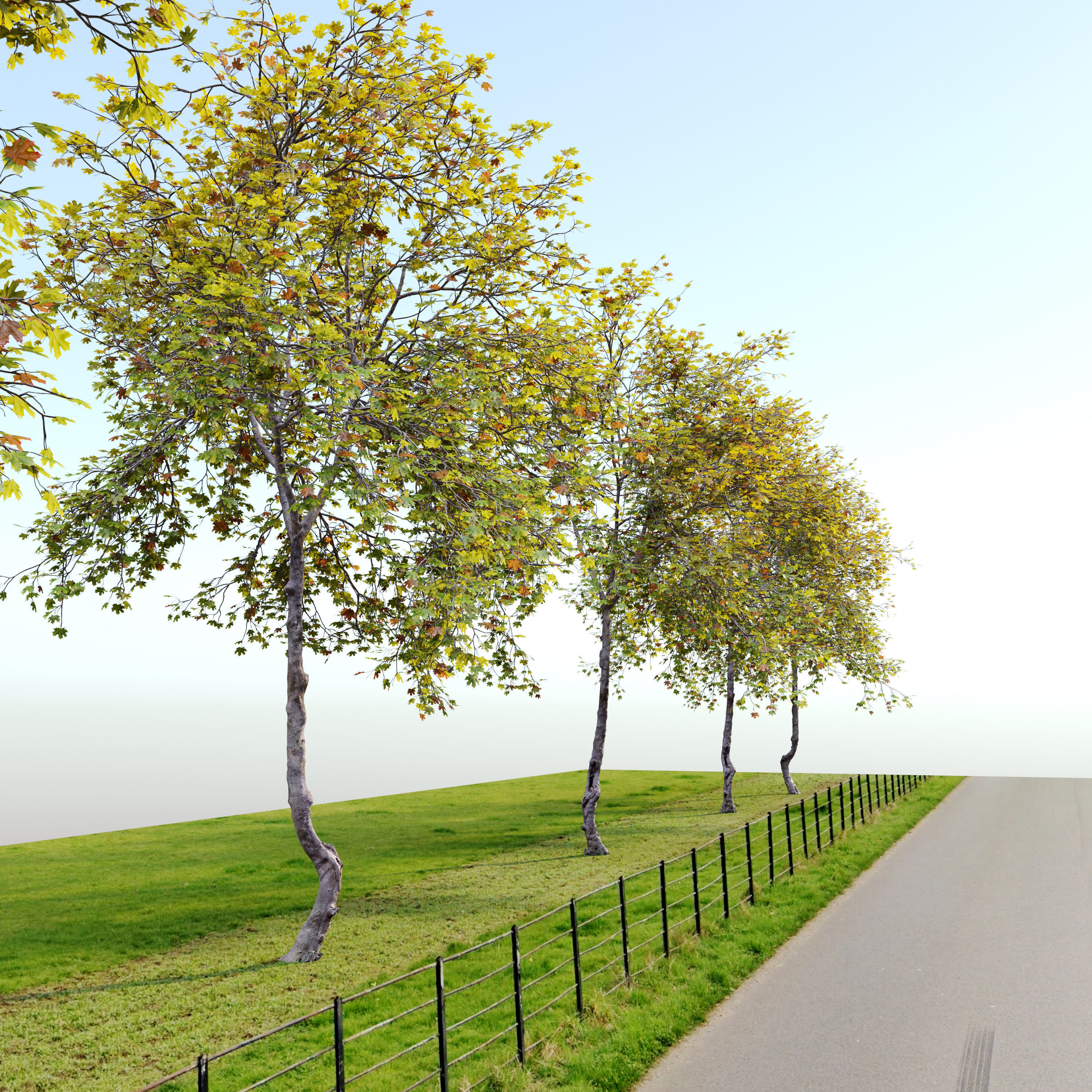 Acer saccharinum 3D model_2