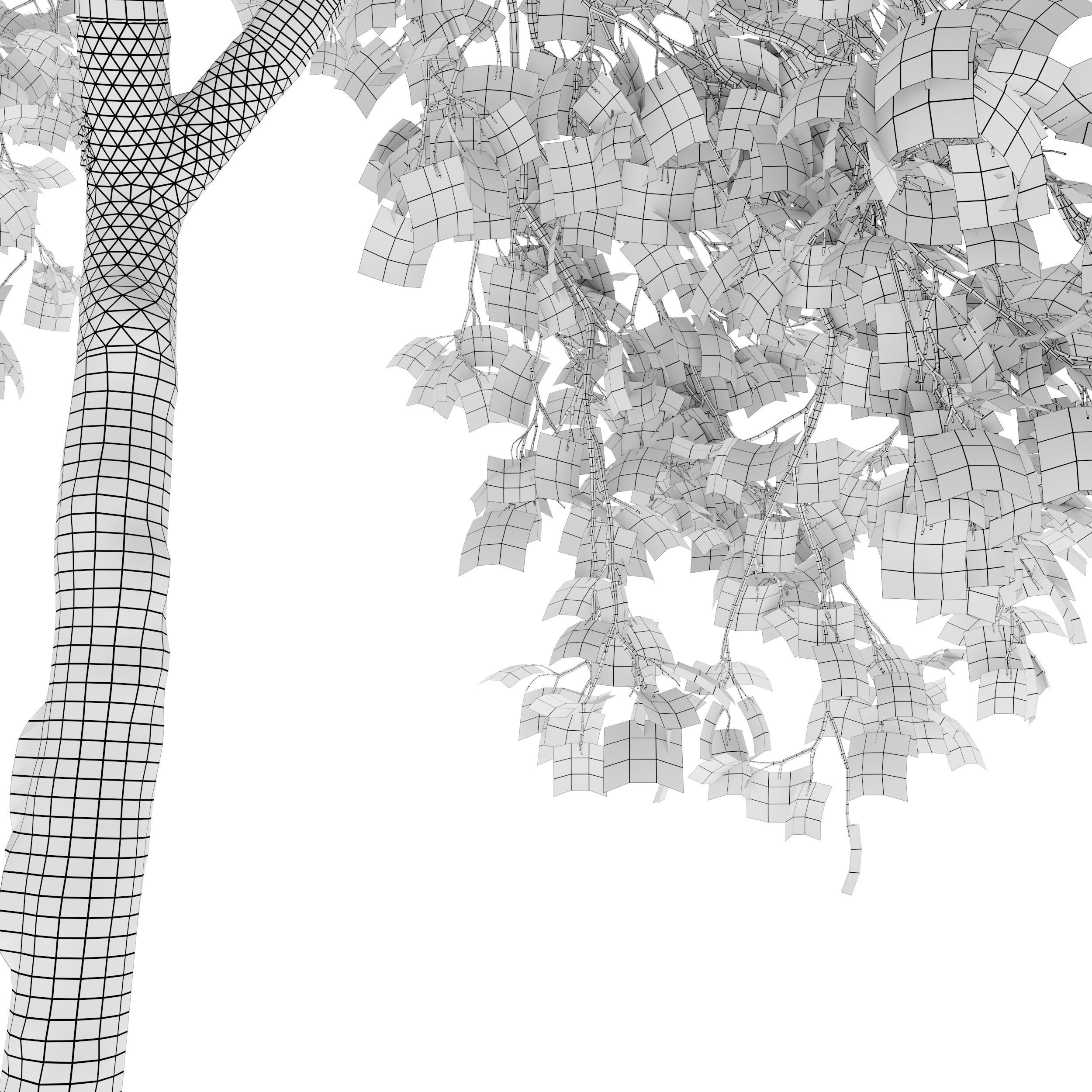 Acer saccharinum 3D model_6