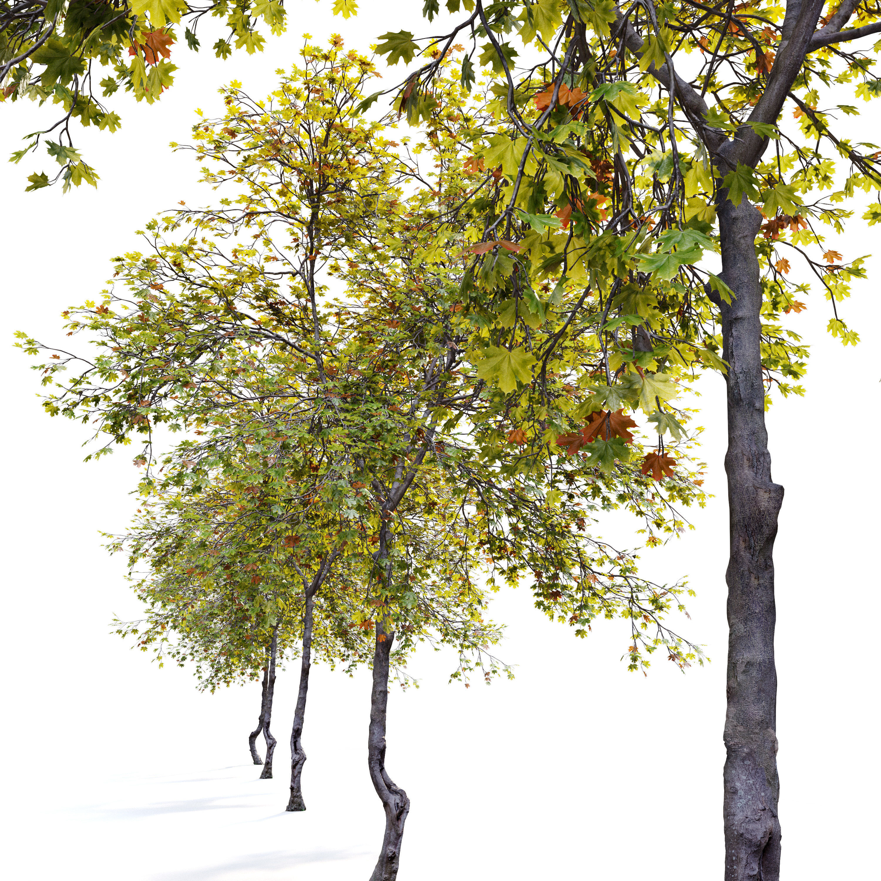 Acer saccharinum 3D model_3