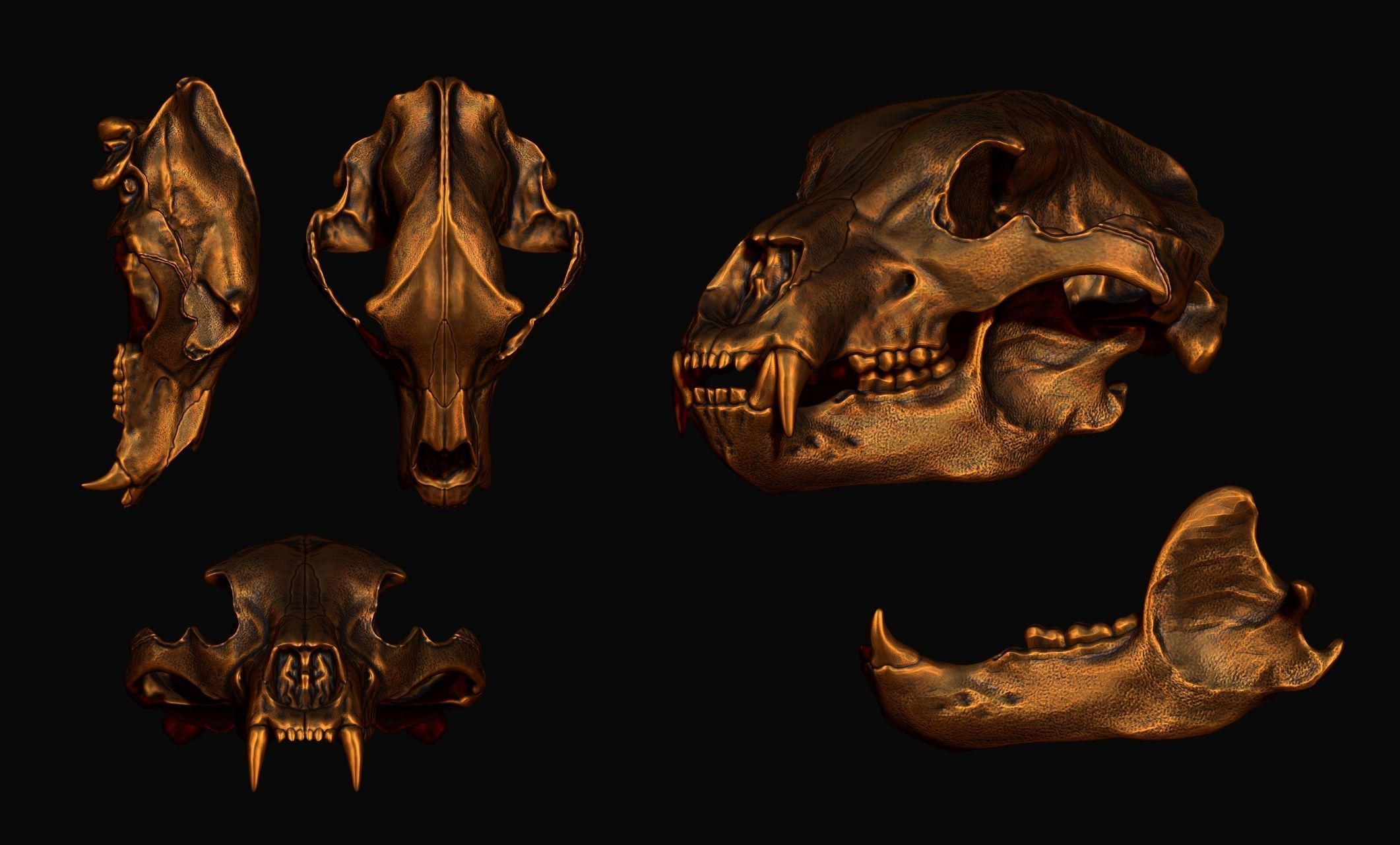 Brown Bear Skull - Ursus arctos -  3D print model_20