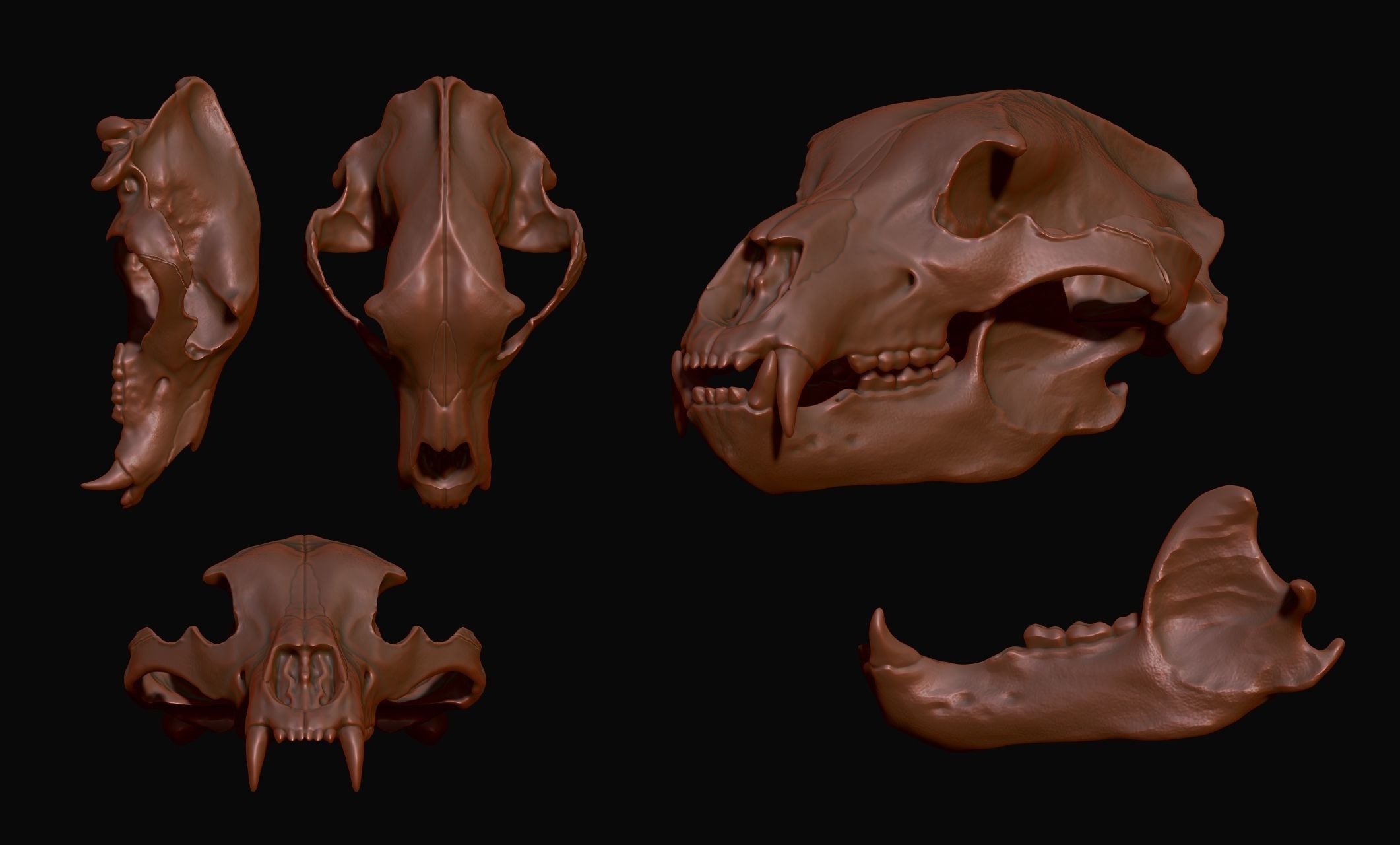 Brown Bear Skull - Ursus arctos -  3D print model_7