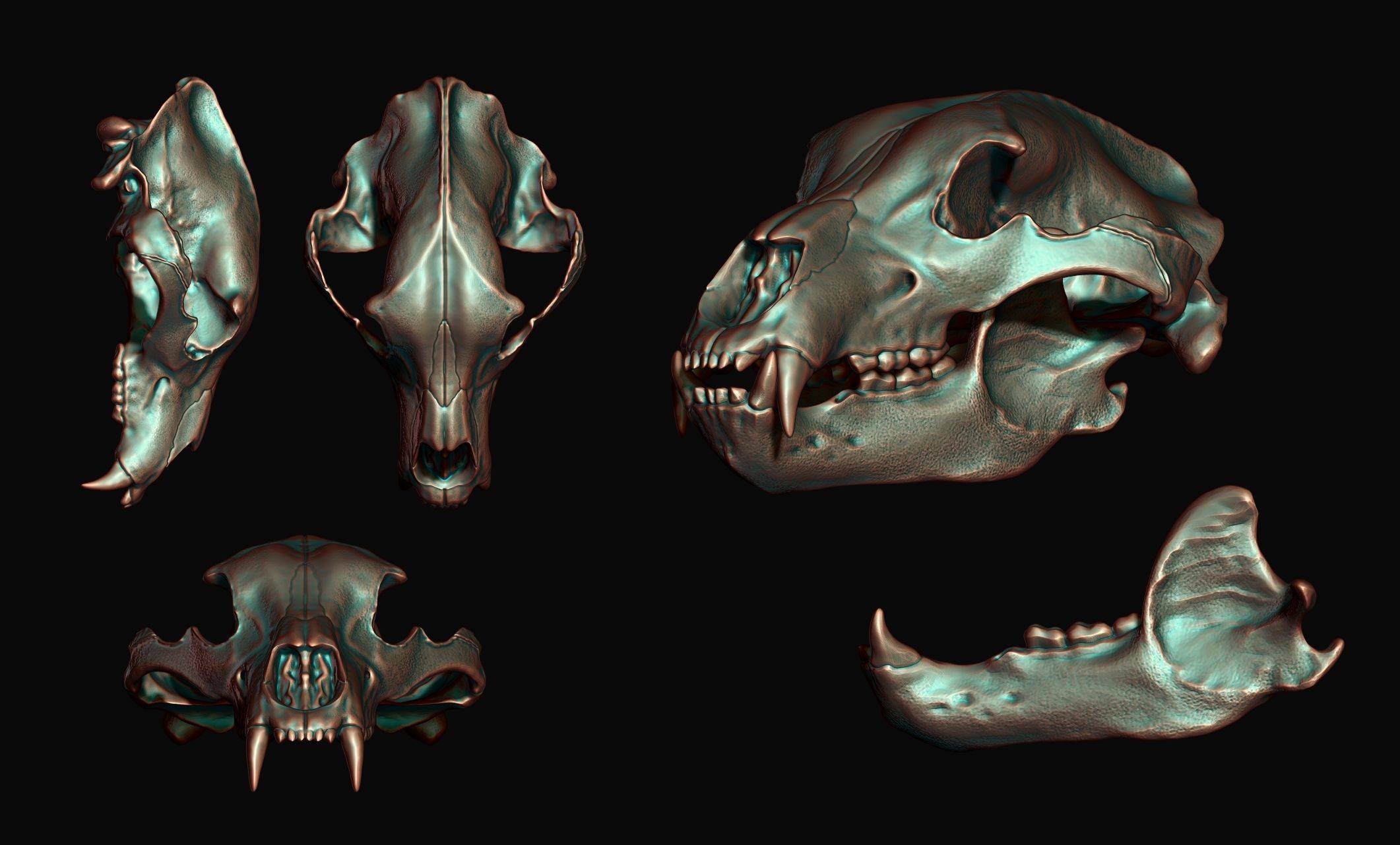 Brown Bear Skull - Ursus arctos -  3D print model_12