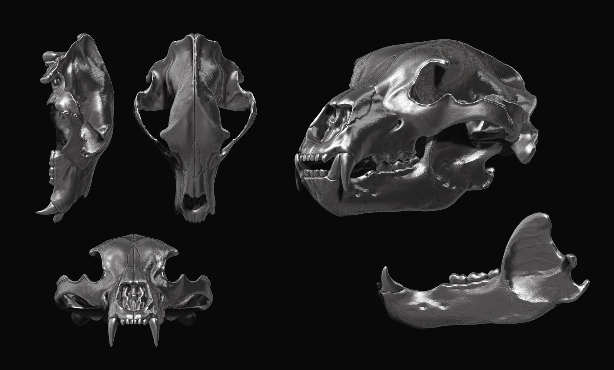 Brown Bear Skull - Ursus arctos -  3D print model_11