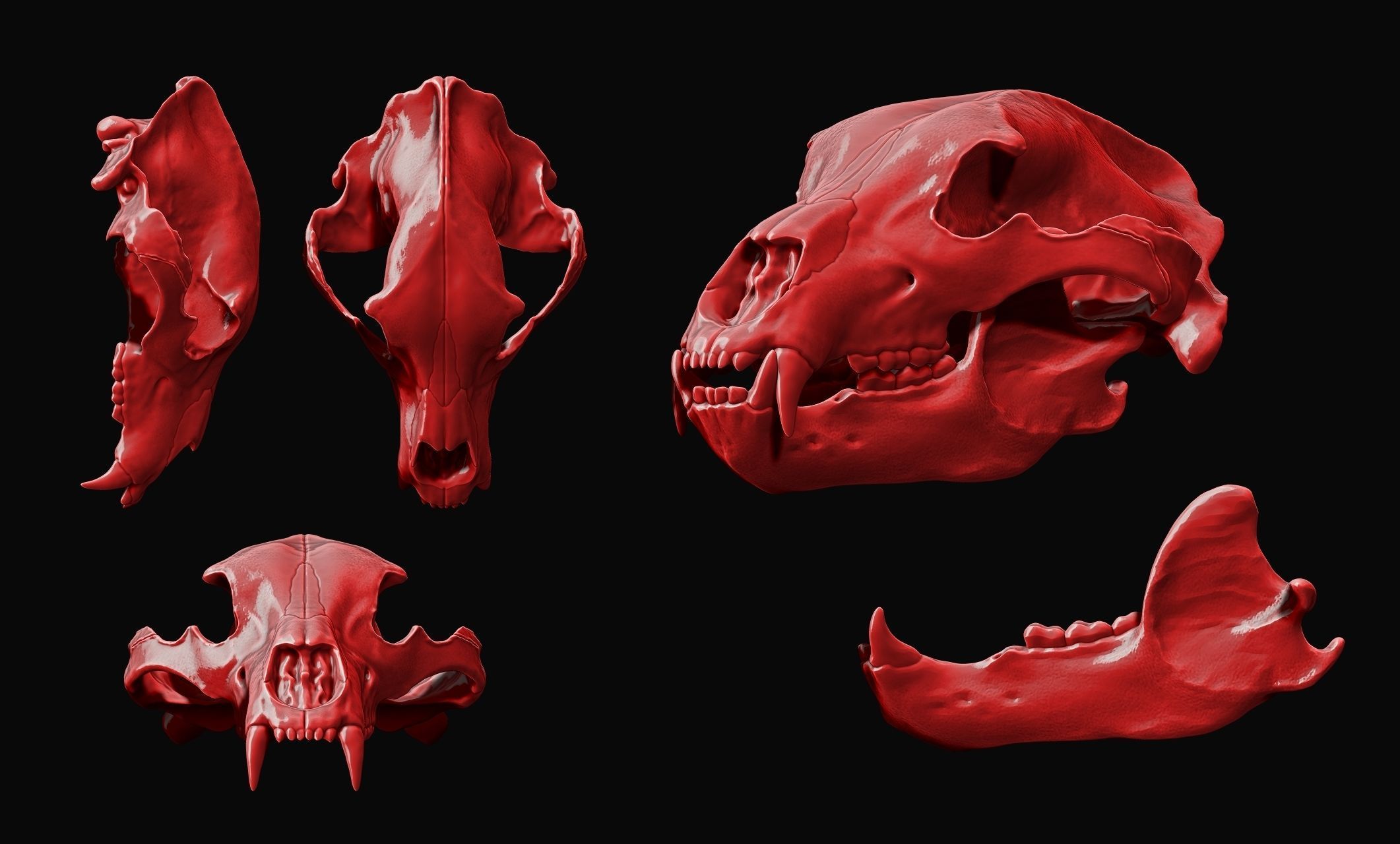 Brown Bear Skull - Ursus arctos -  3D print model_8