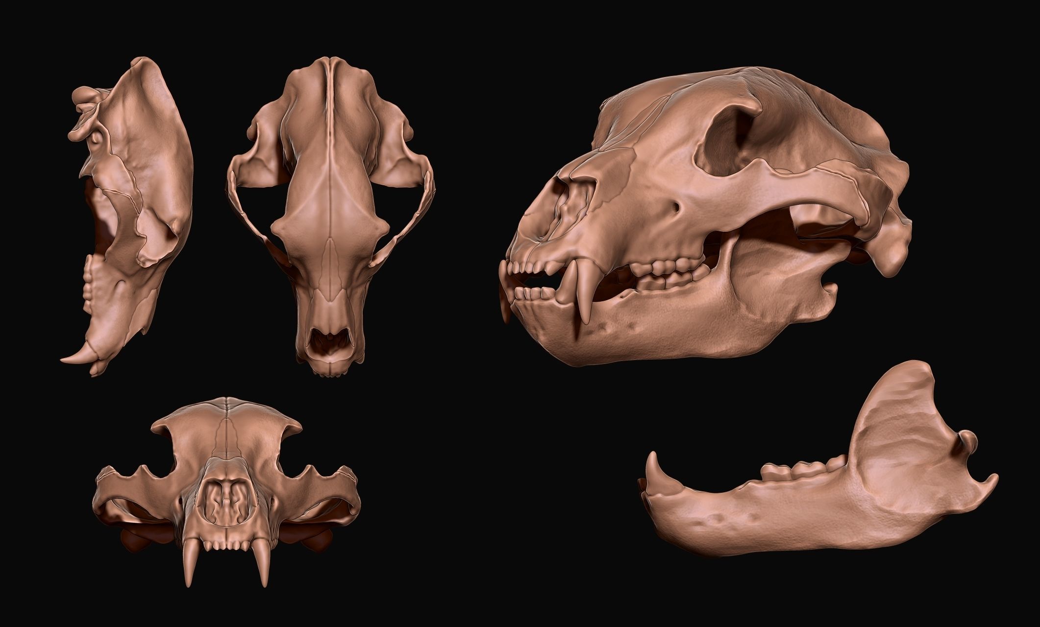 Brown Bear Skull - Ursus arctos -  3D print model_1