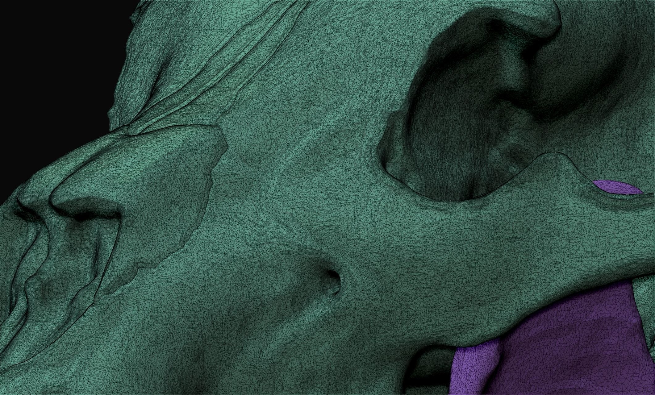 Brown Bear Skull - Ursus arctos -  3D print model_14