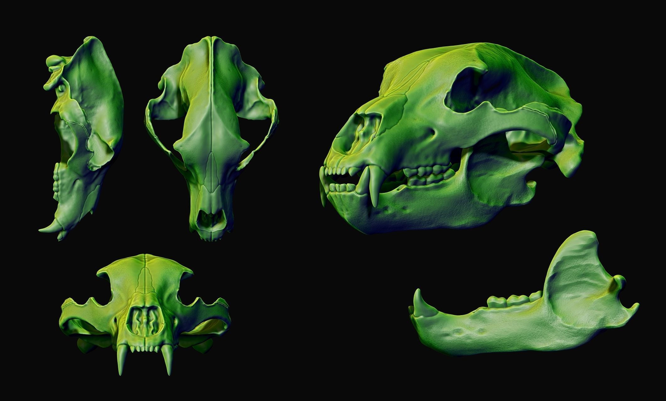 Brown Bear Skull - Ursus arctos -  3D print model_19
