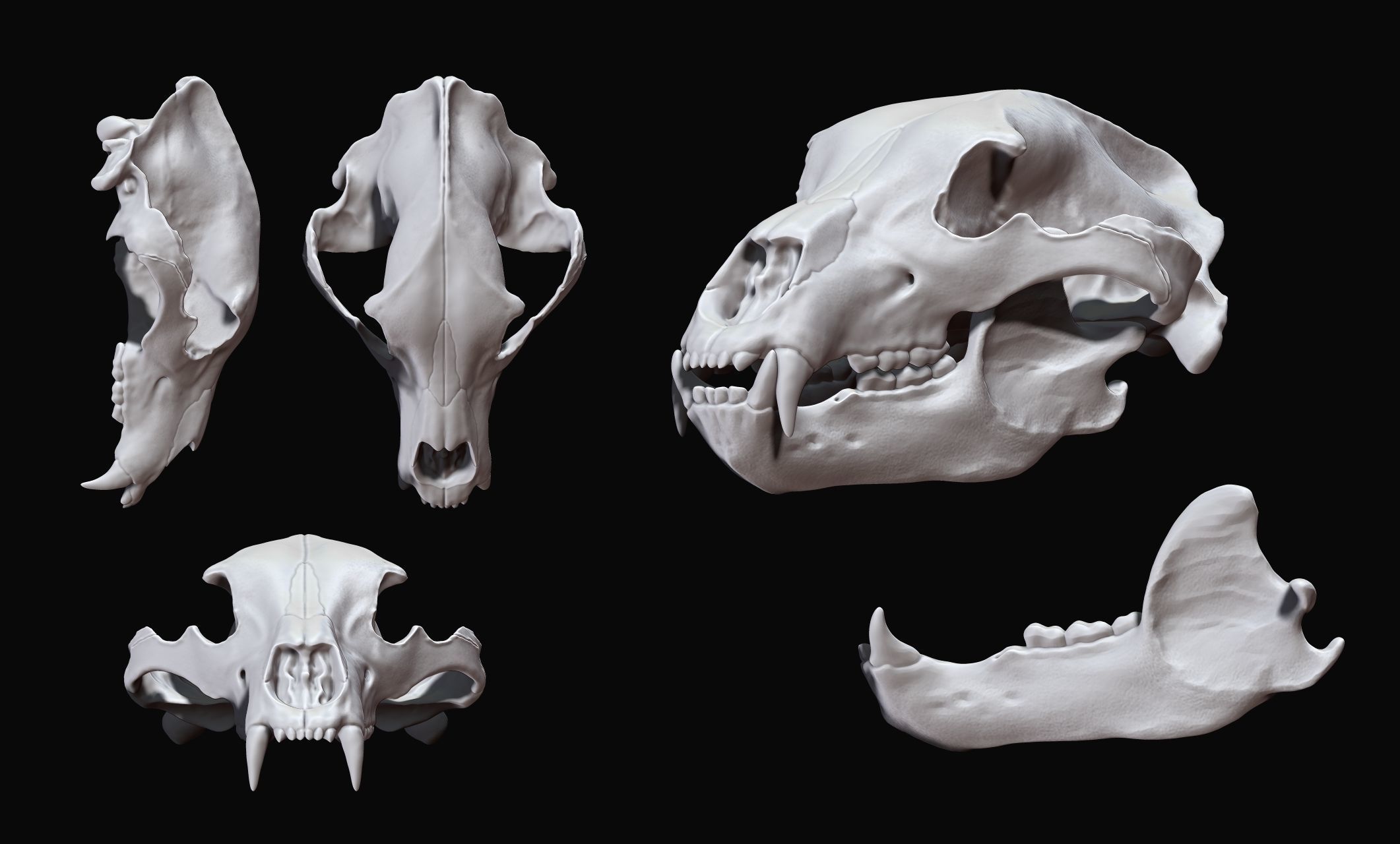Brown Bear Skull - Ursus arctos -  3D print model_16